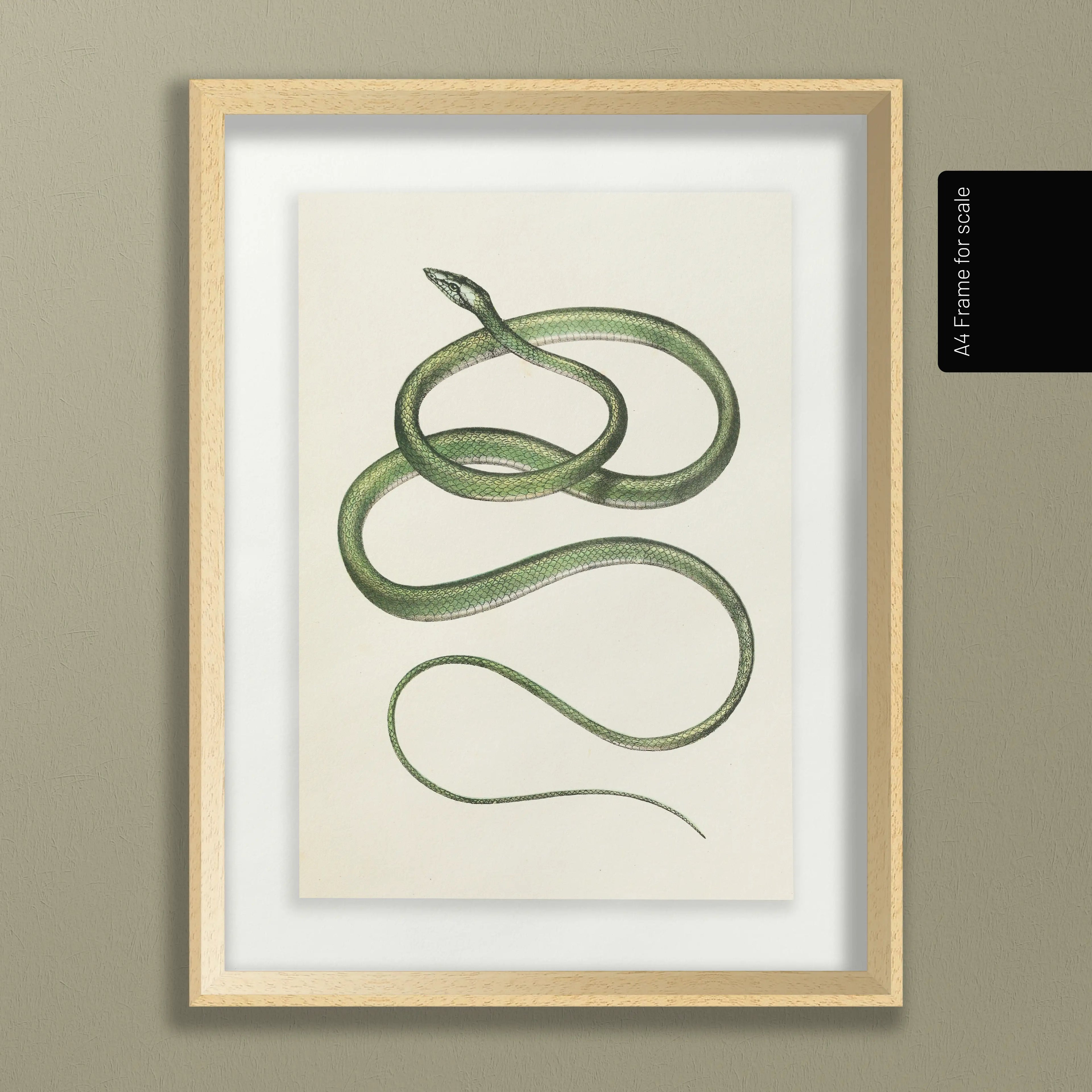 Natural History: Plate No. 102