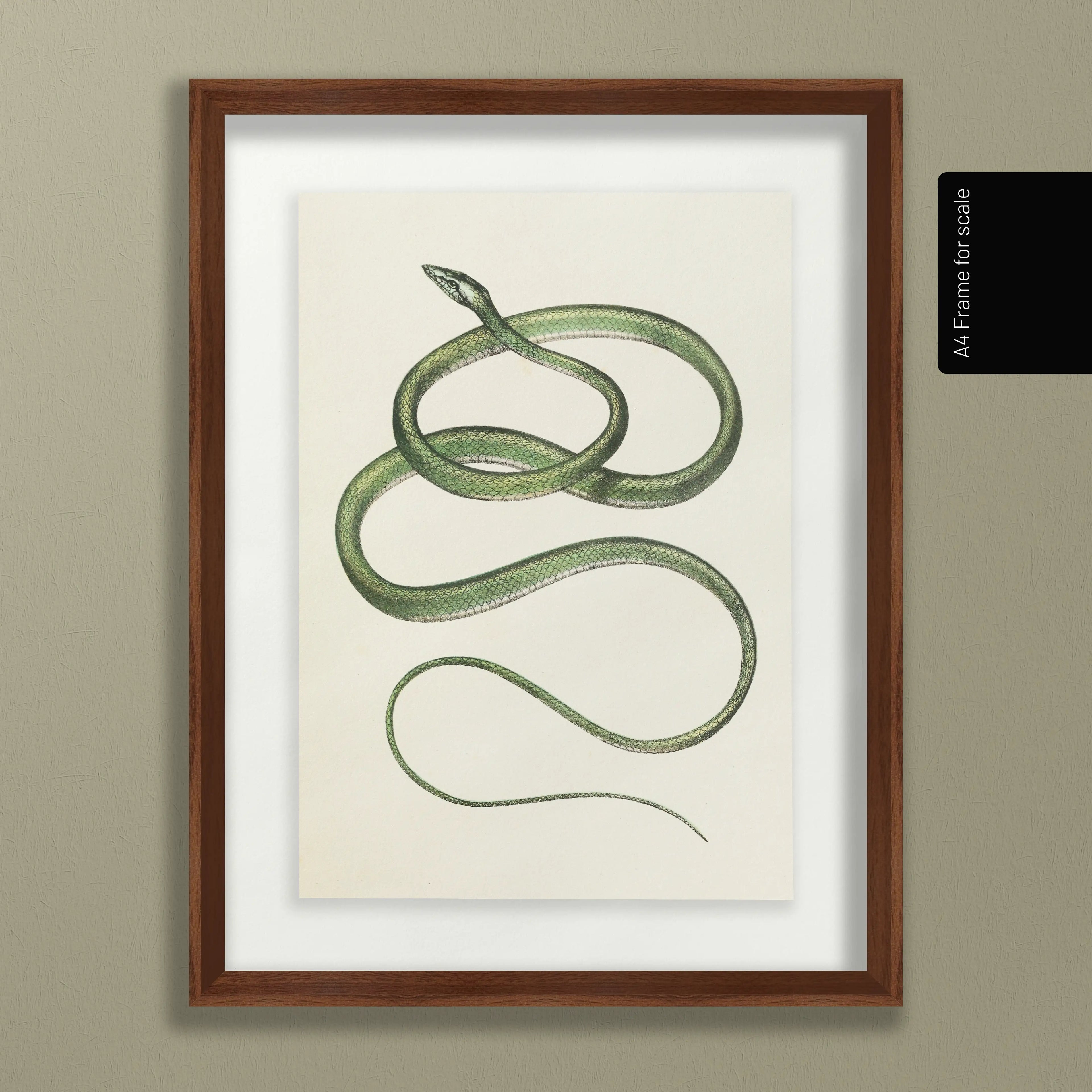 Natural History: Plate No. 102