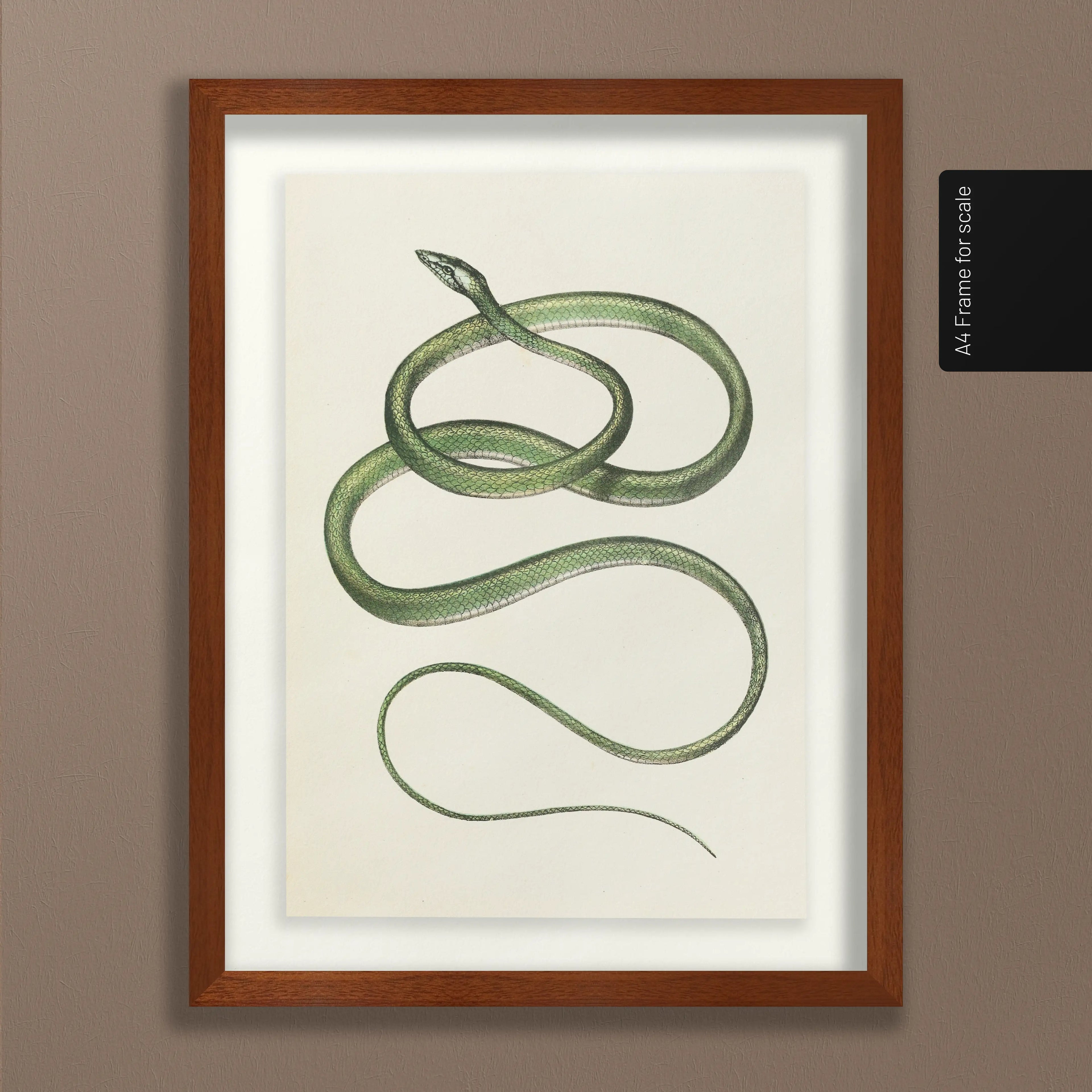 Natural History: Plate No. 102