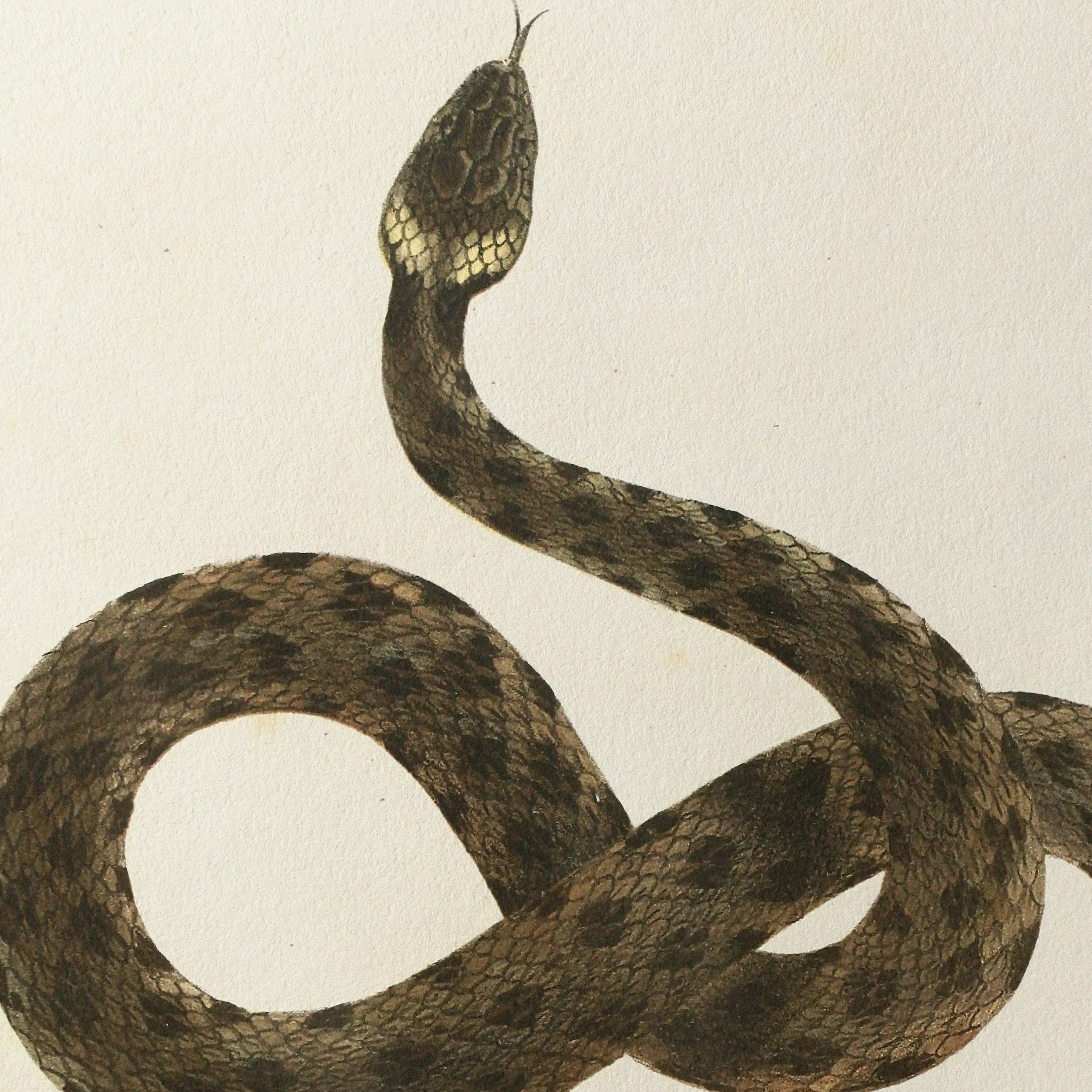 Natural History: Plate No. 103