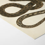 Natural History: Plate No. 103