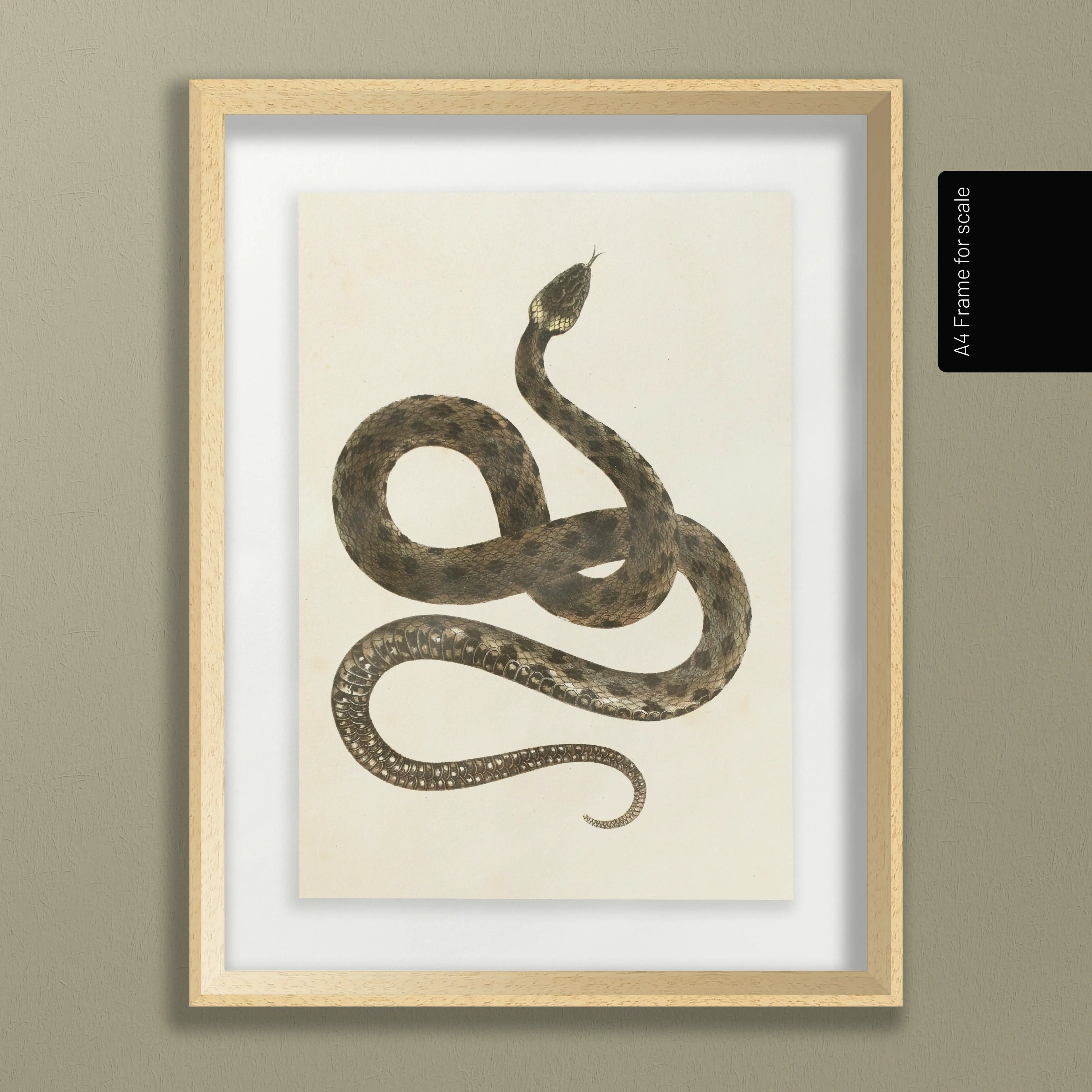 Natural History: Plate No. 103