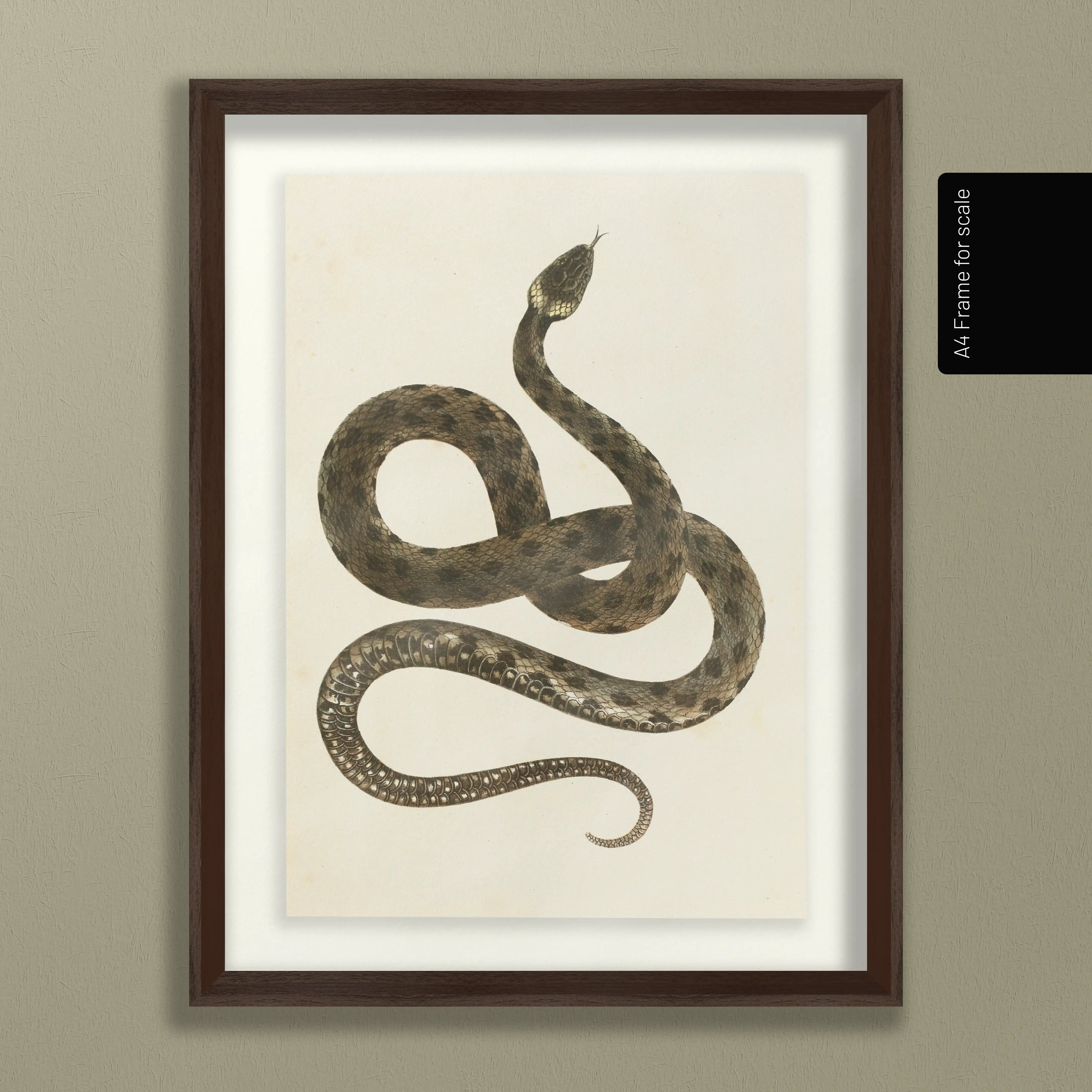 Natural History: Plate No. 103