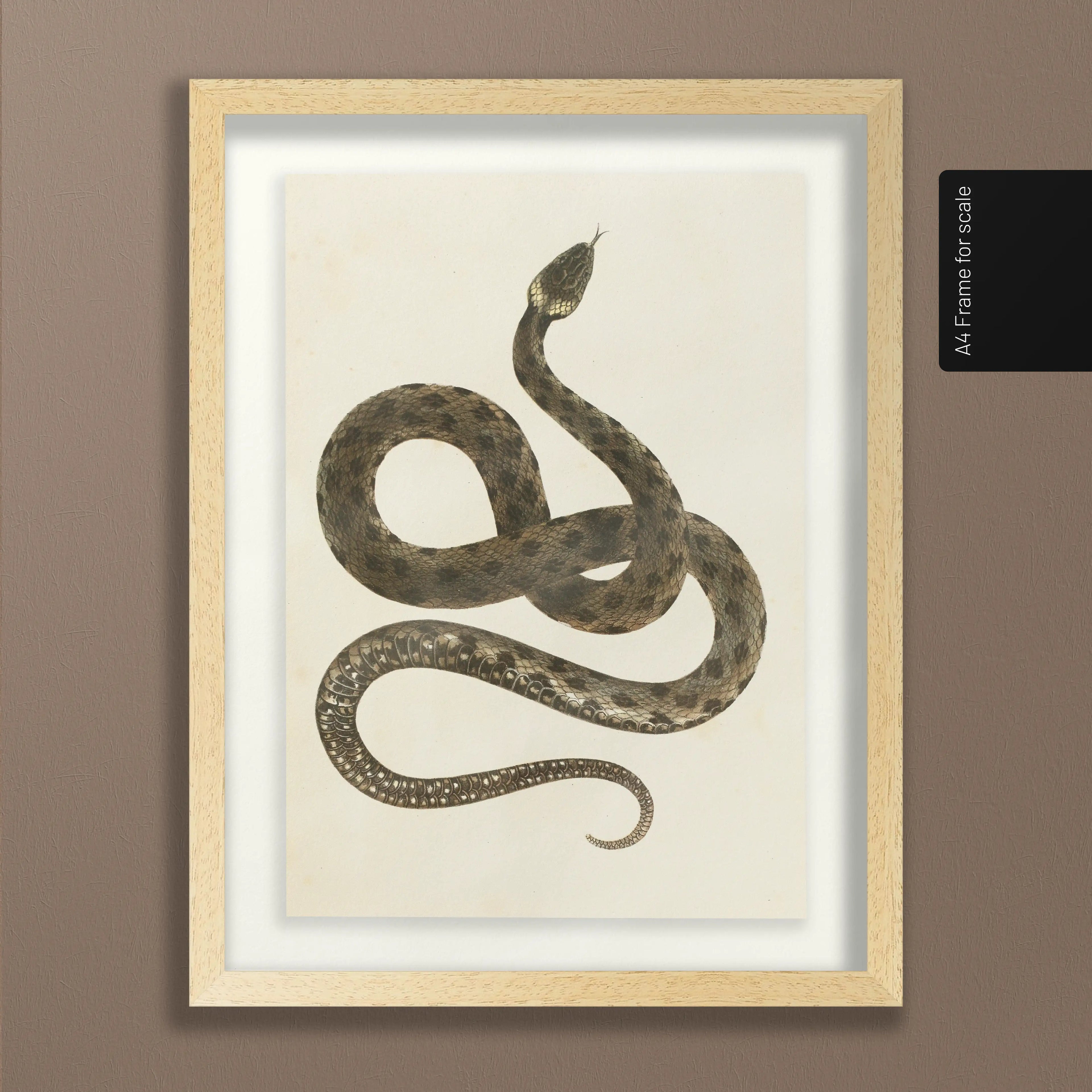 Natural History: Plate No. 103