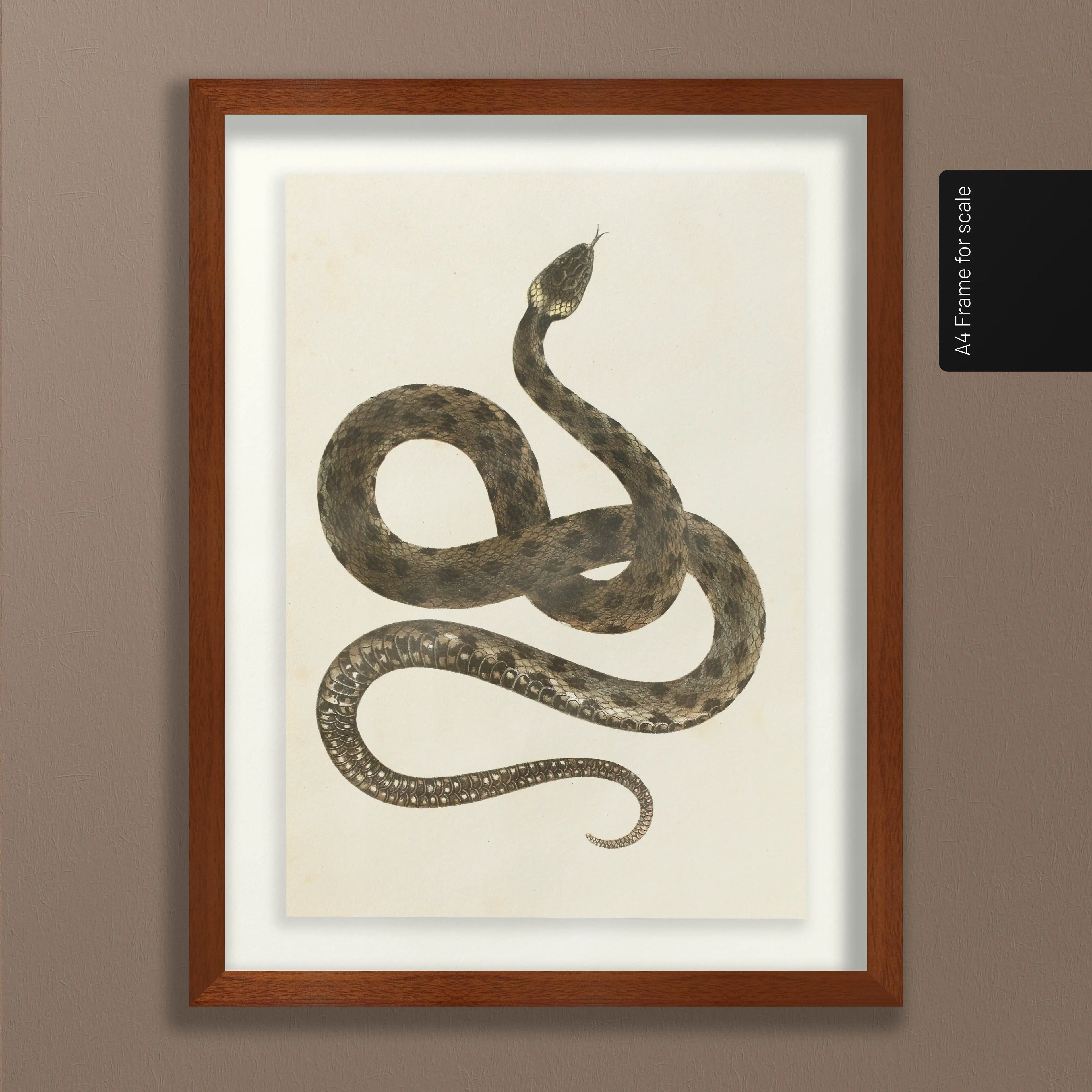 Natural History: Plate No. 103