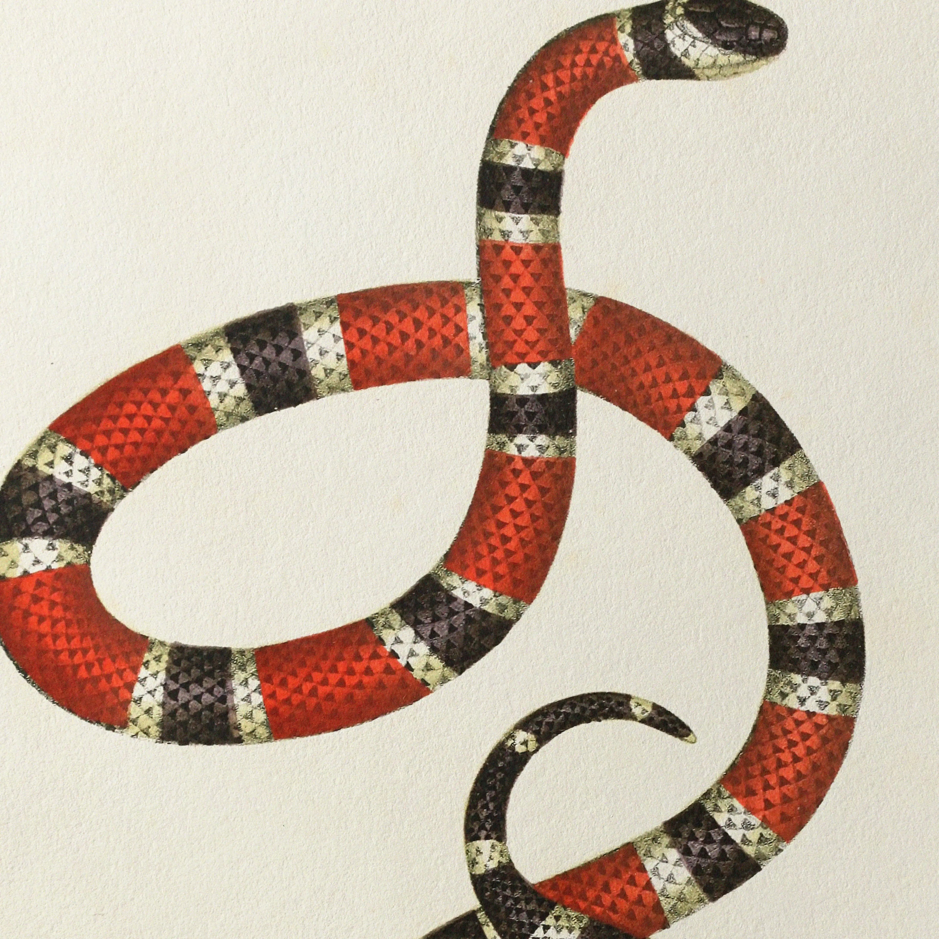 Natural History: Plate No. 104