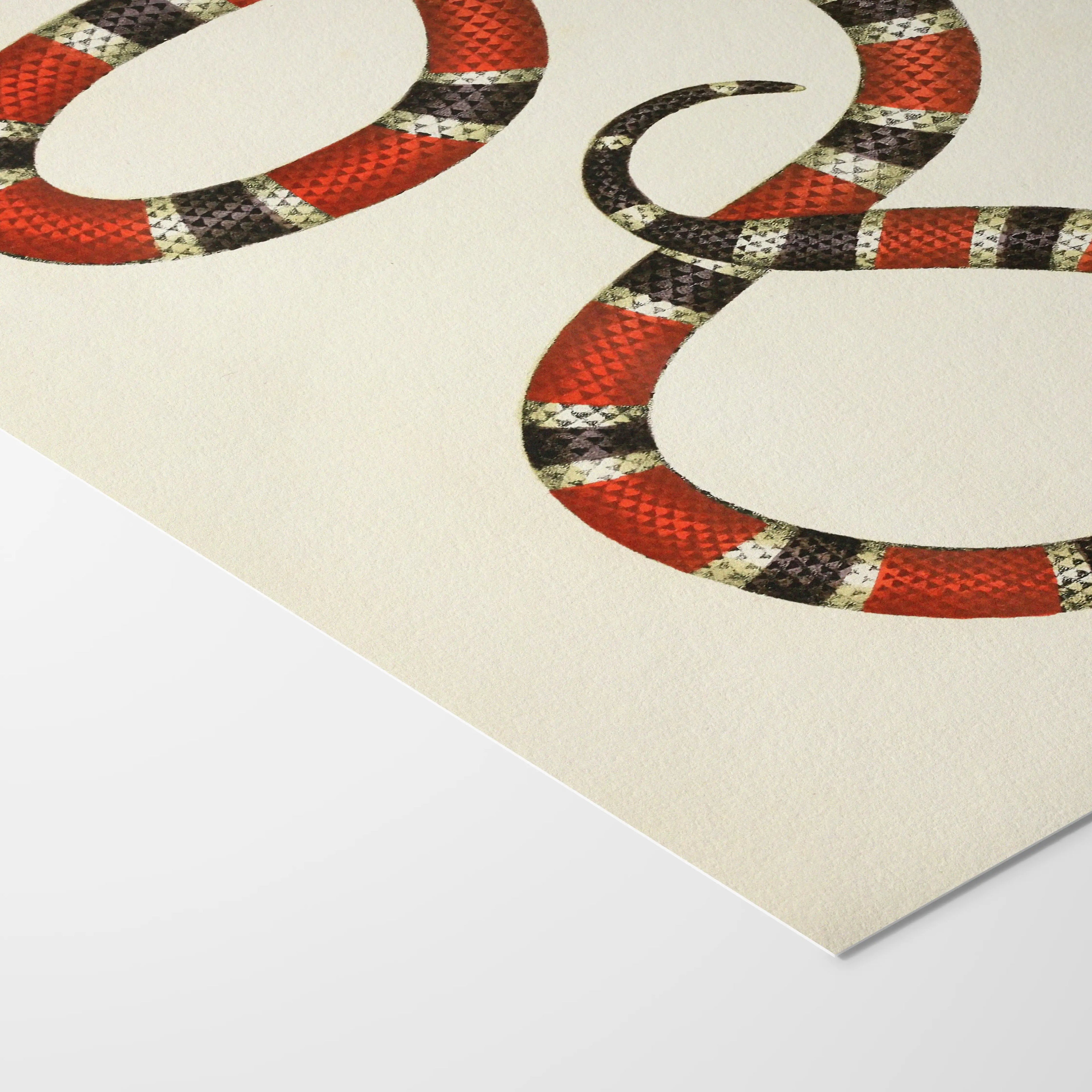 Natural History: Plate No. 104