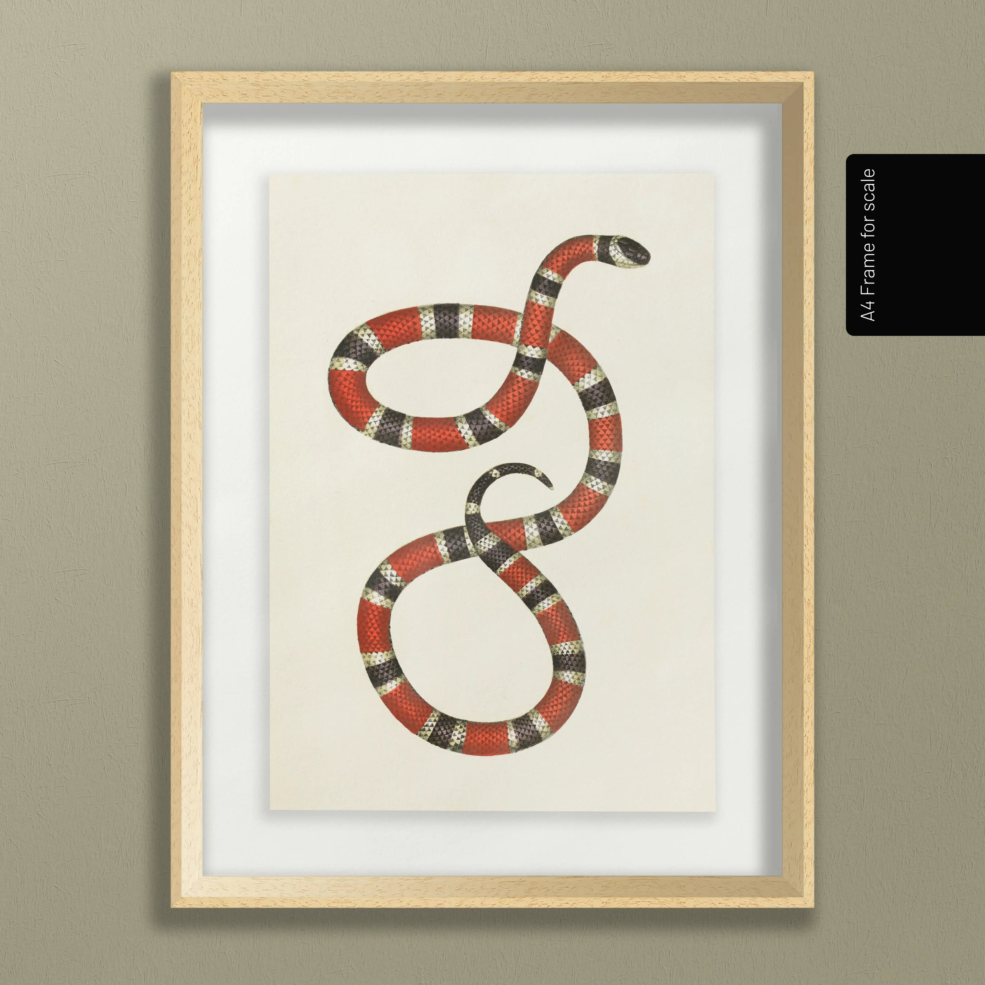 Natural History: Plate No. 104