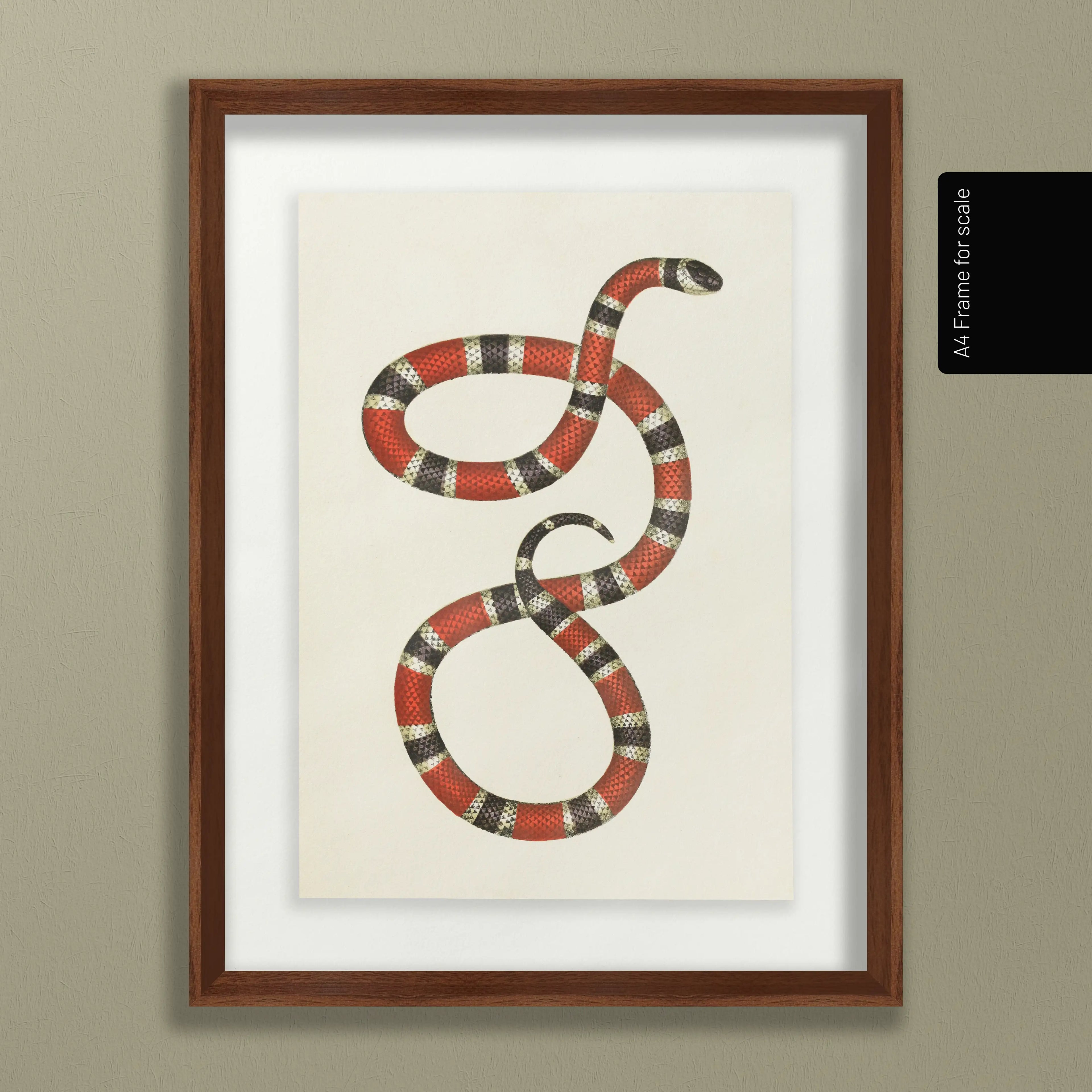 Natural History: Plate No. 104