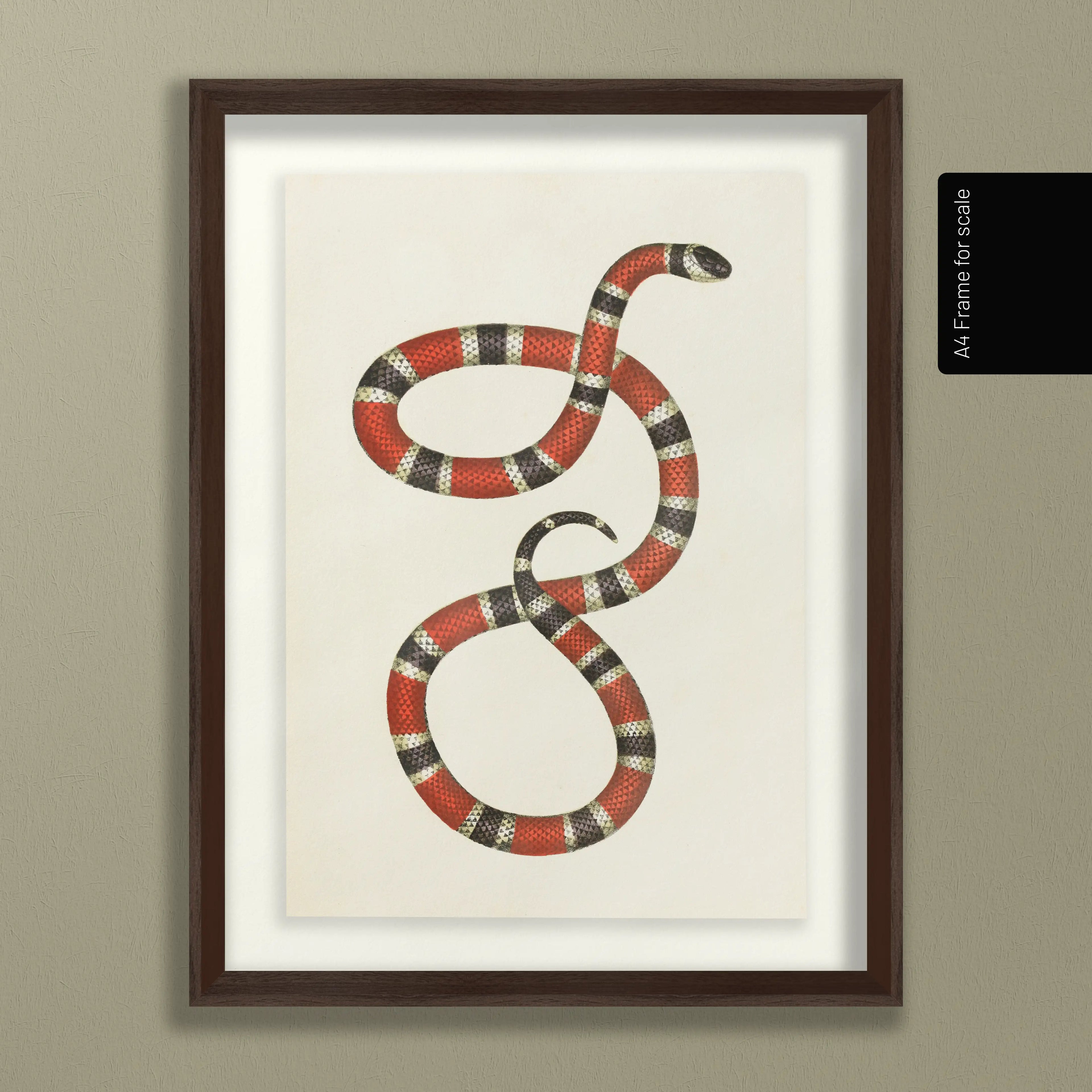 Natural History: Plate No. 104