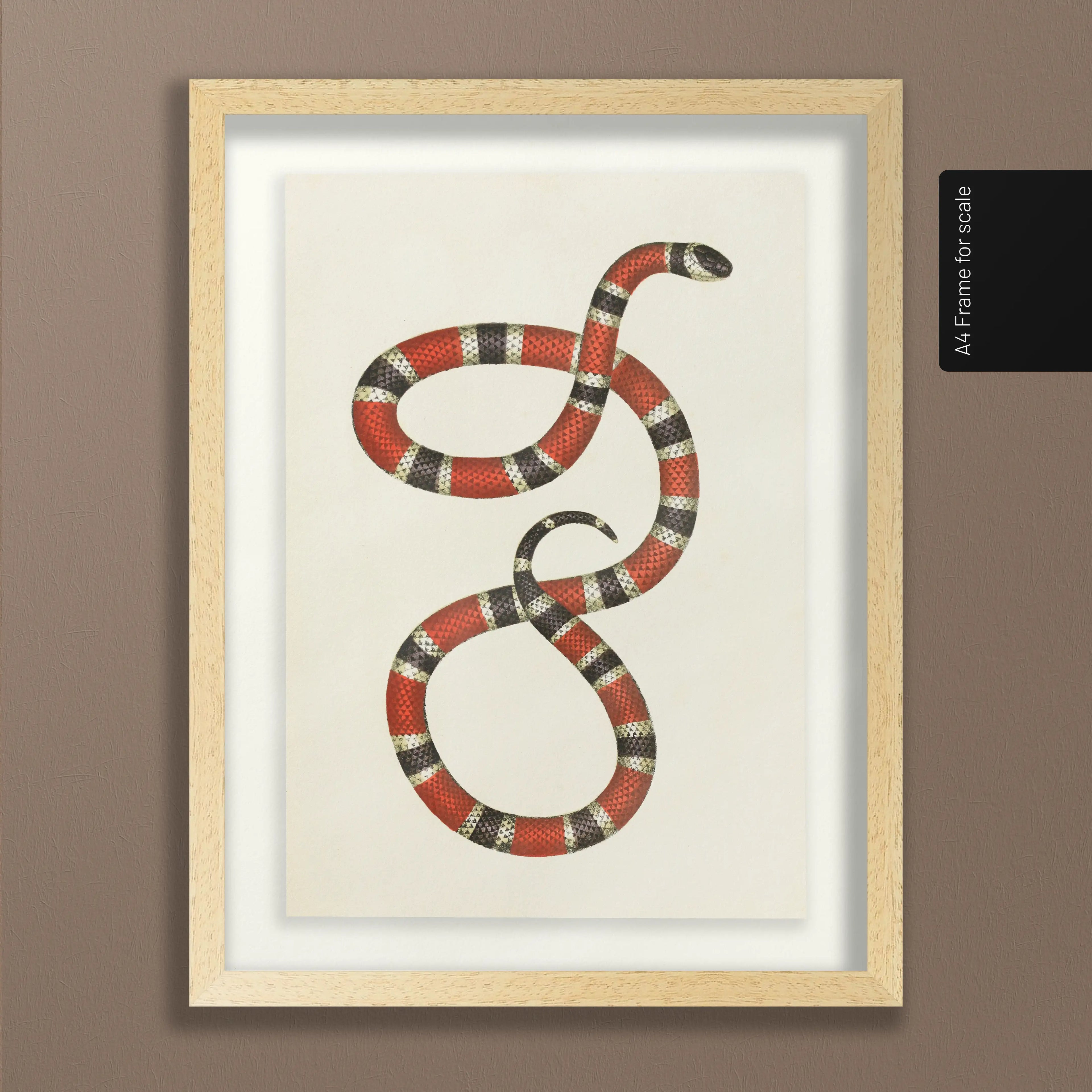 Natural History: Plate No. 104