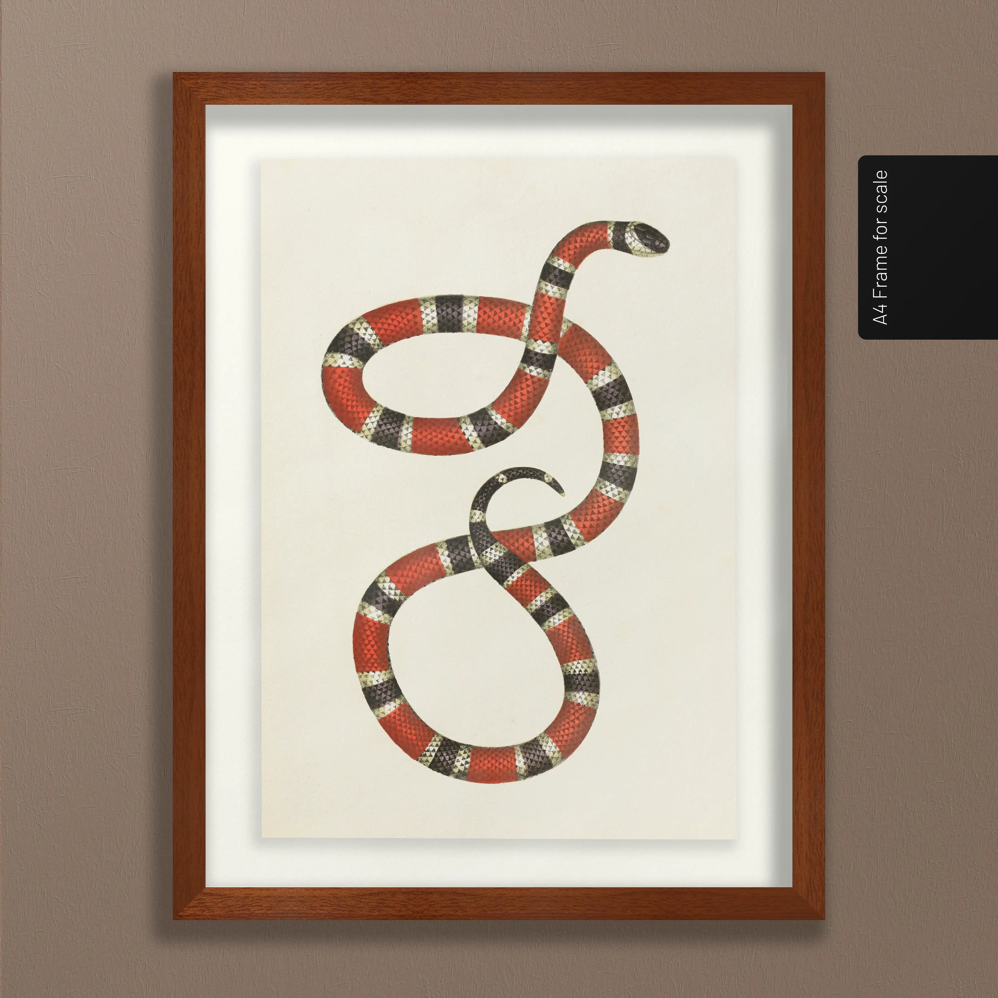 Natural History: Plate No. 104