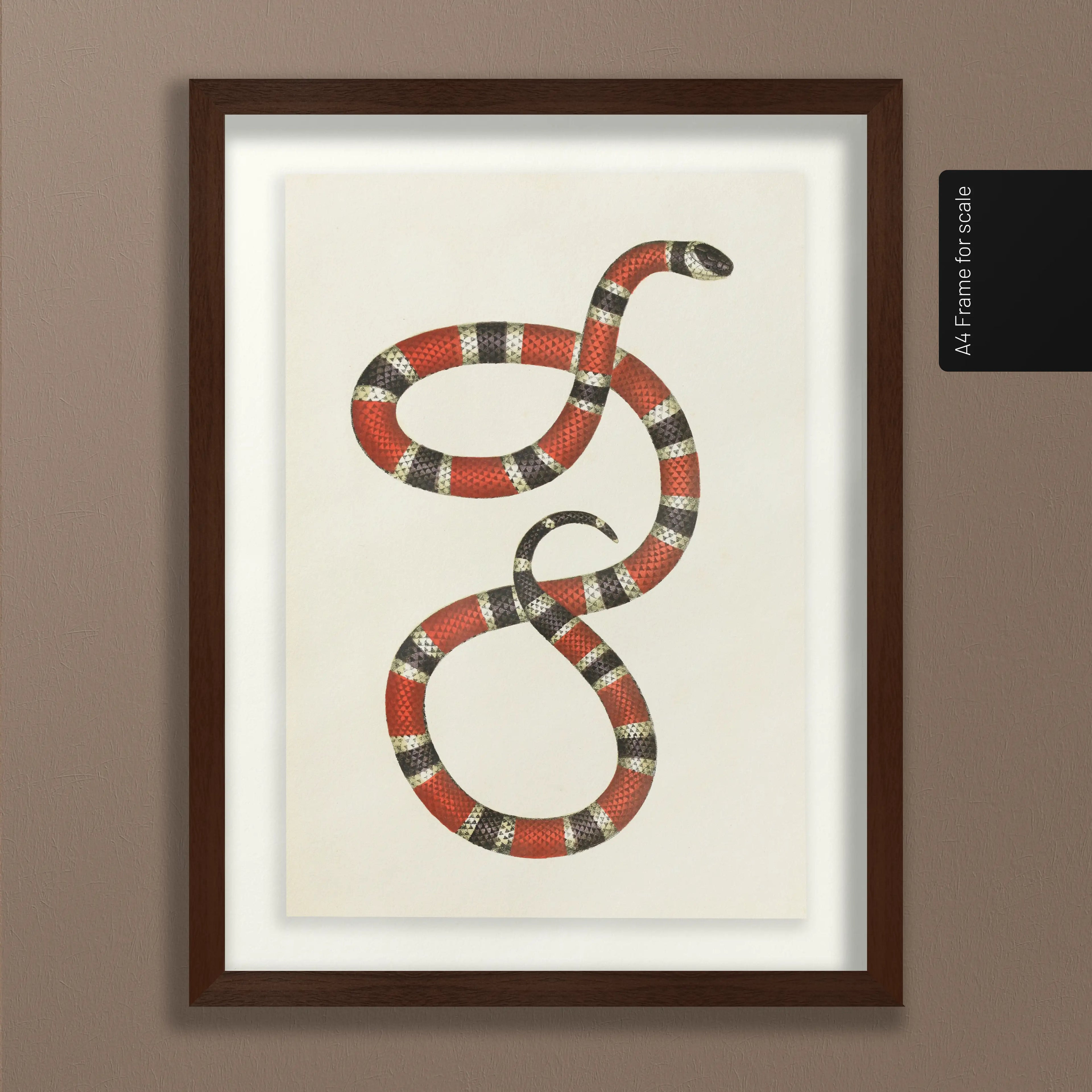 Natural History: Plate No. 104