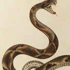 Natural History: Plate No. 105