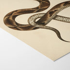 Natural History: Plate No. 105