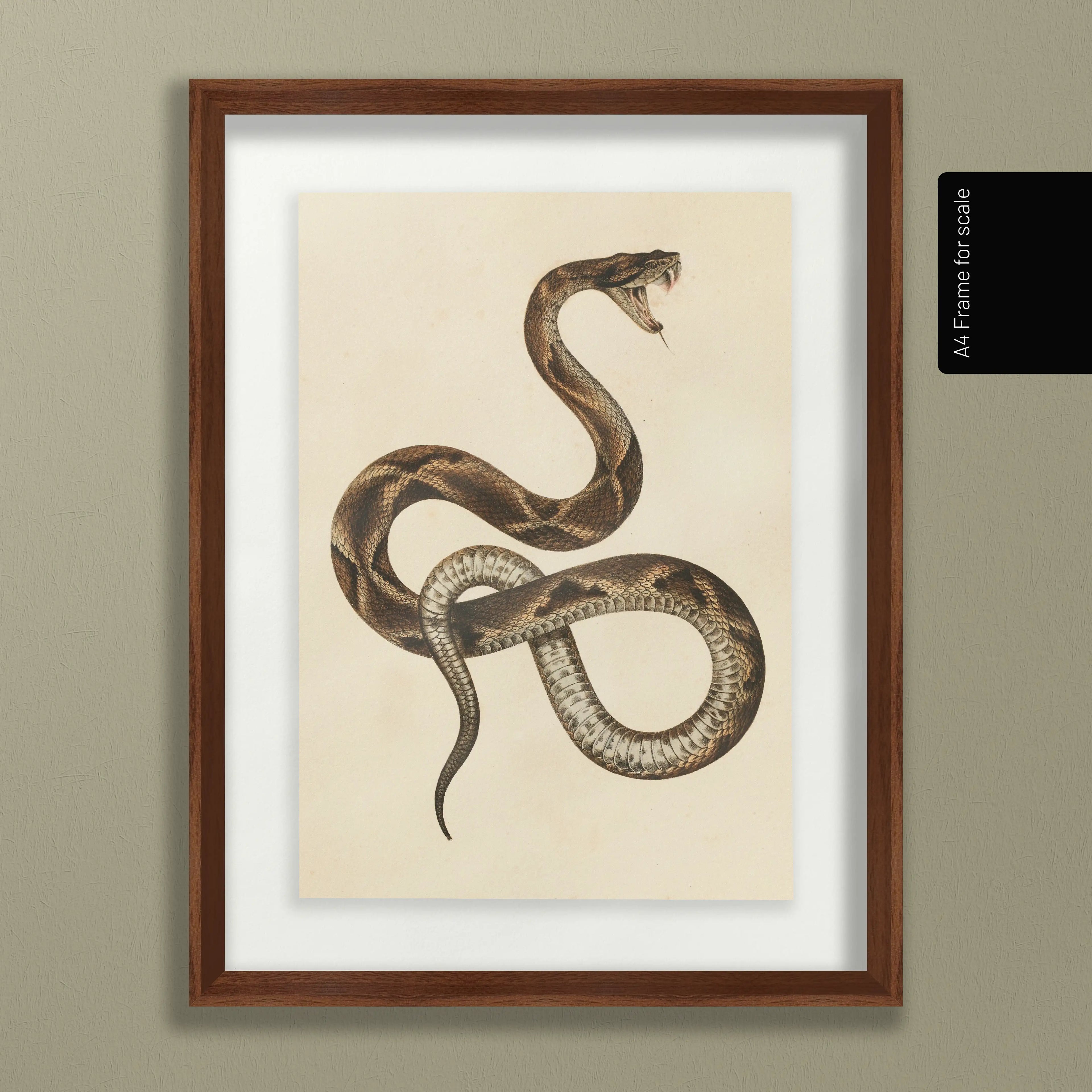 Natural History: Plate No. 105