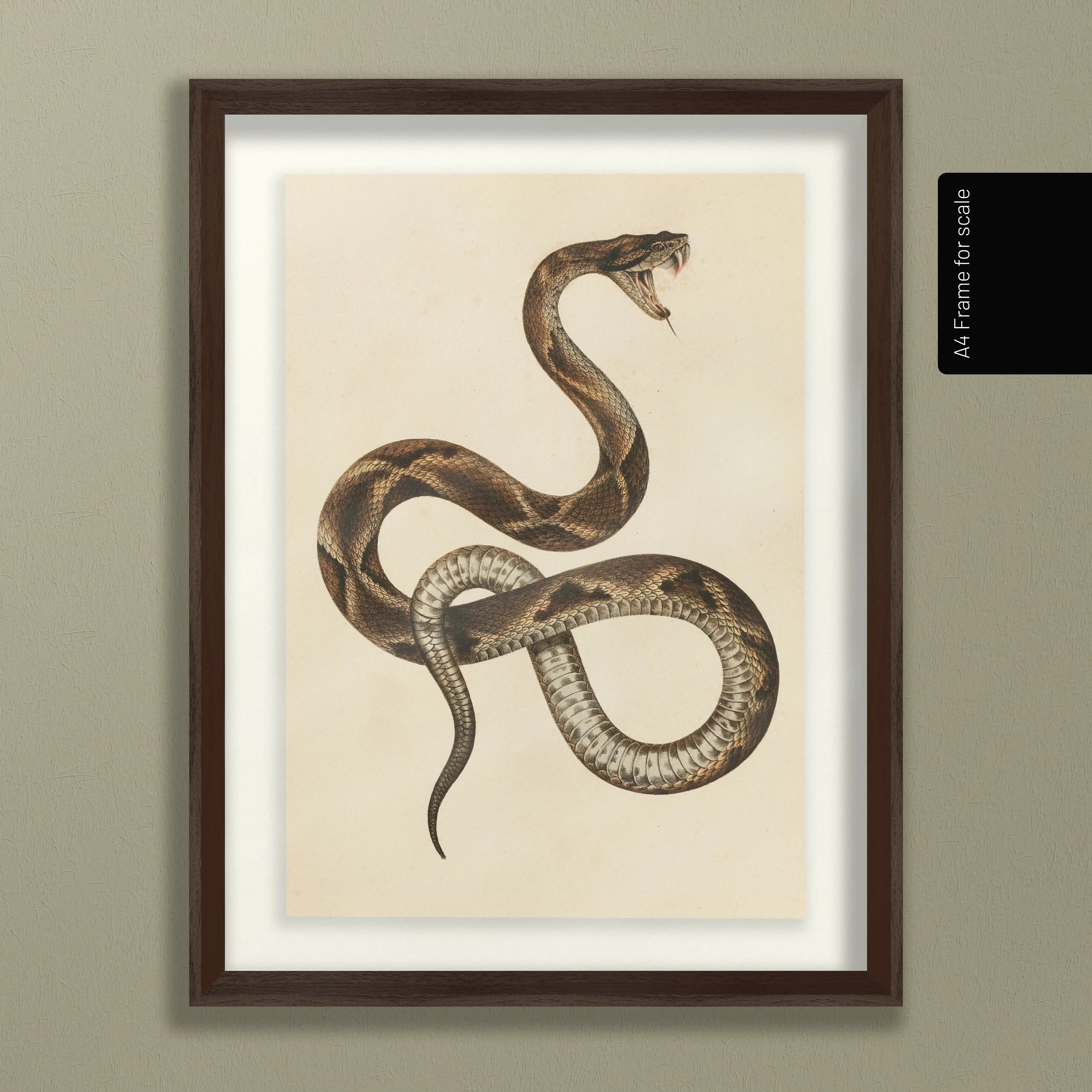 Natural History: Plate No. 105