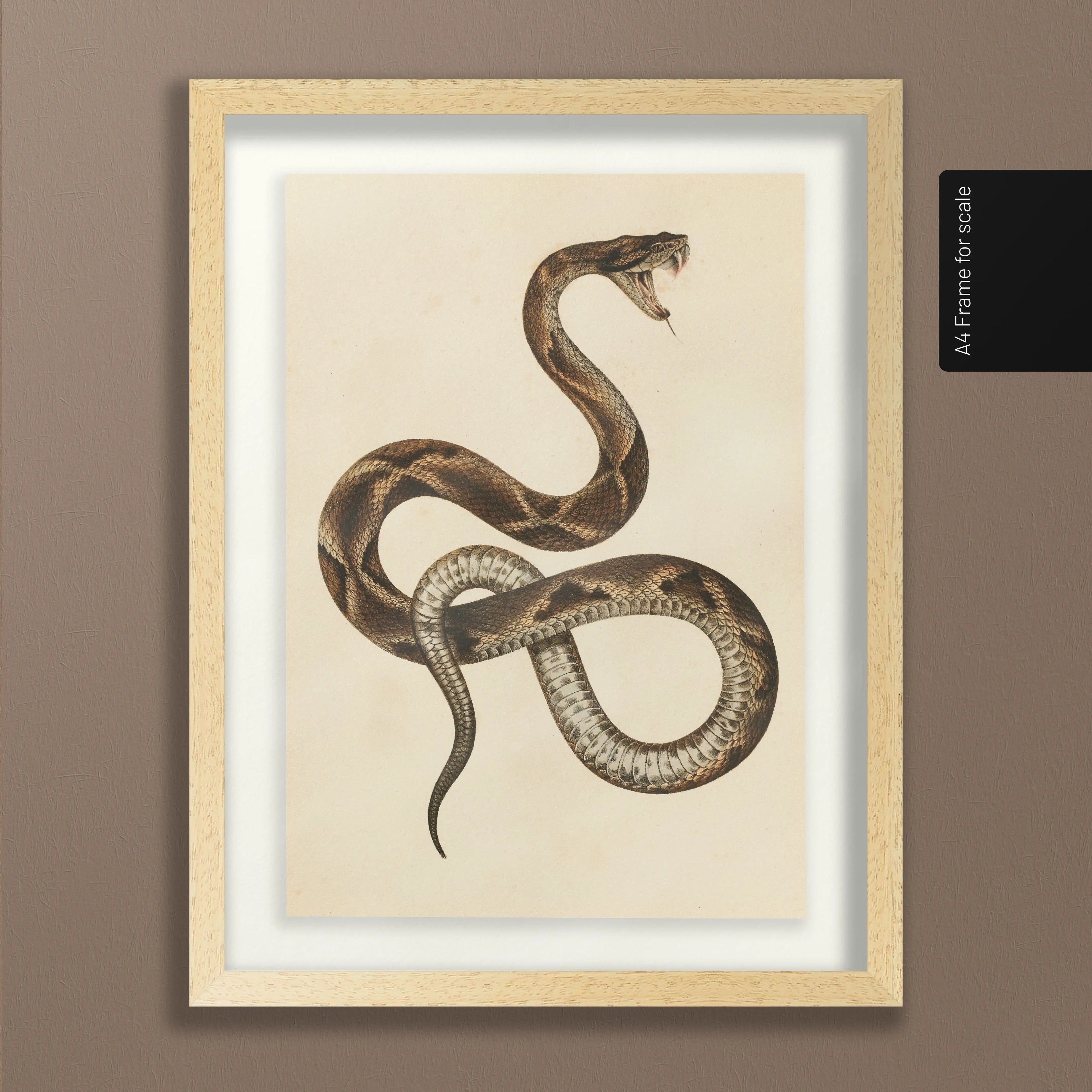 Natural History: Plate No. 105