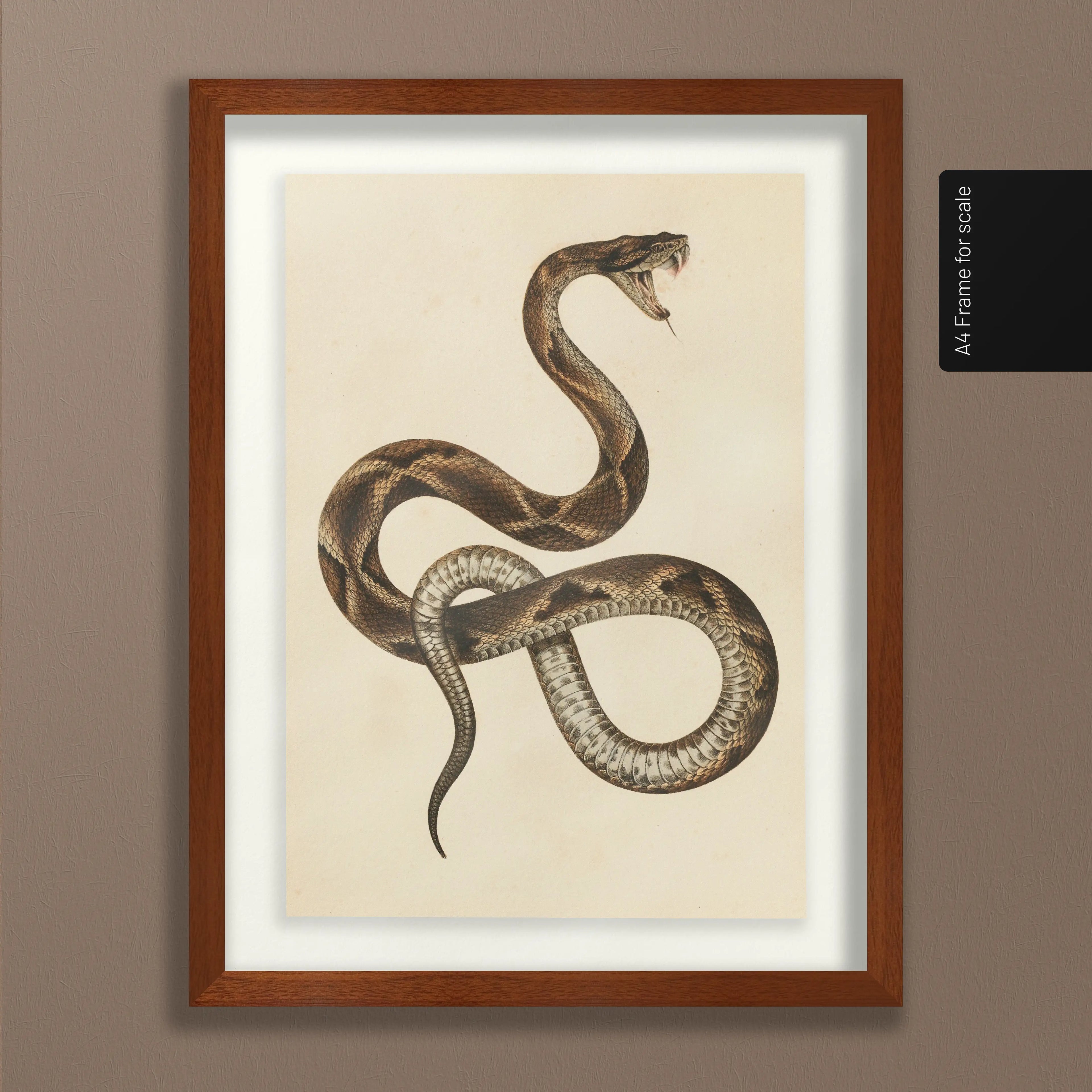 Natural History: Plate No. 105