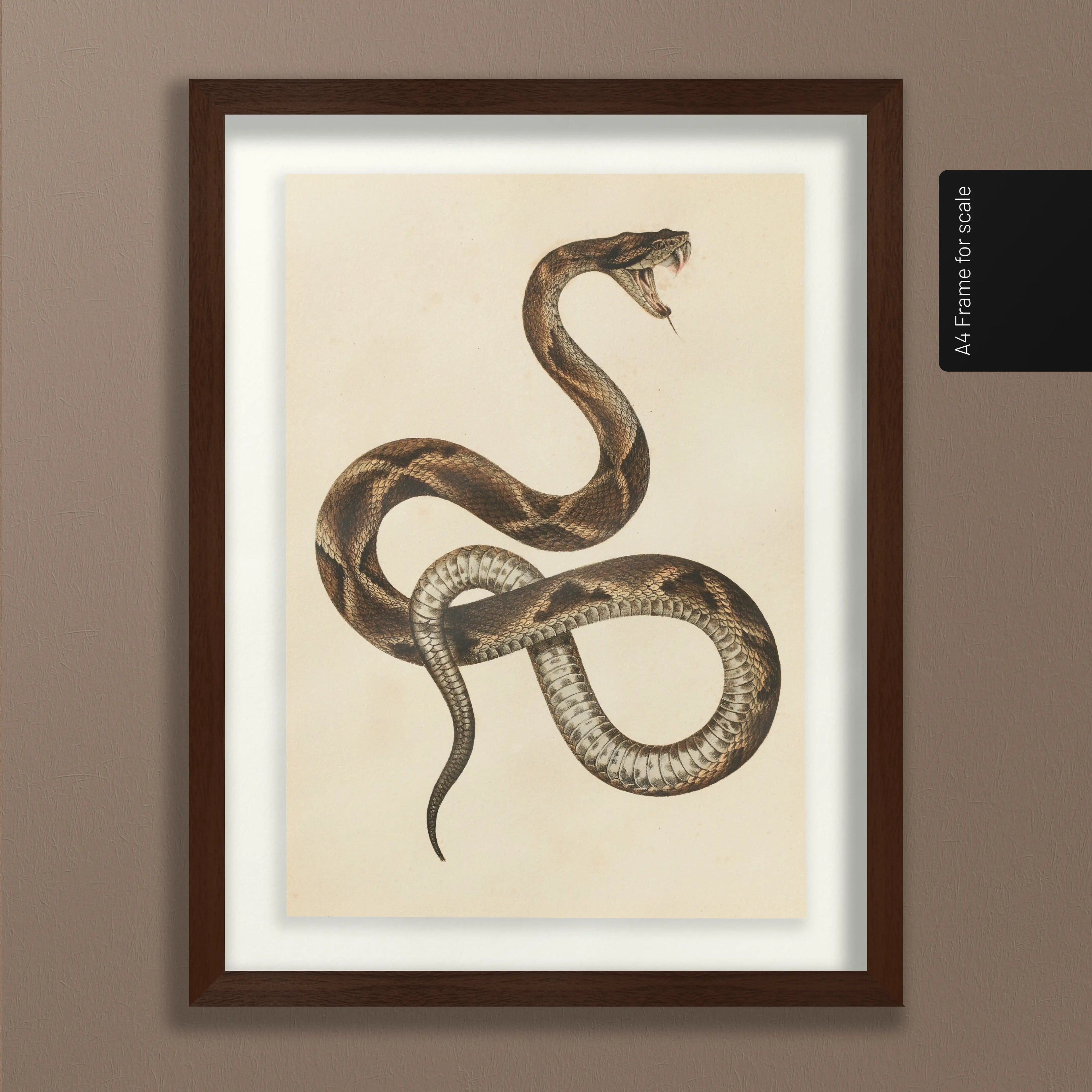 Natural History: Plate No. 105