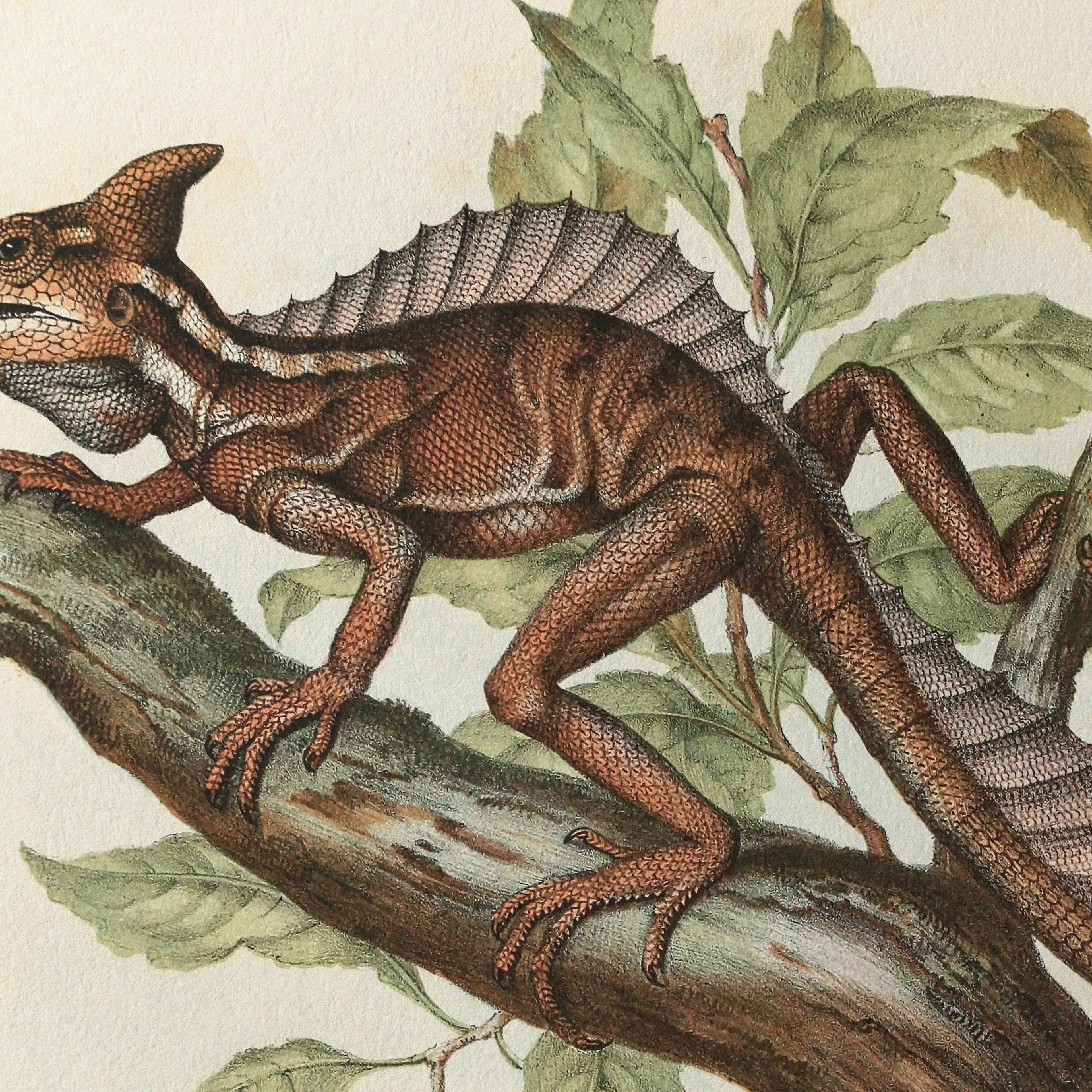 Natural History: Plate No. 106