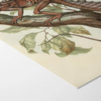 Natural History: Plate No. 106