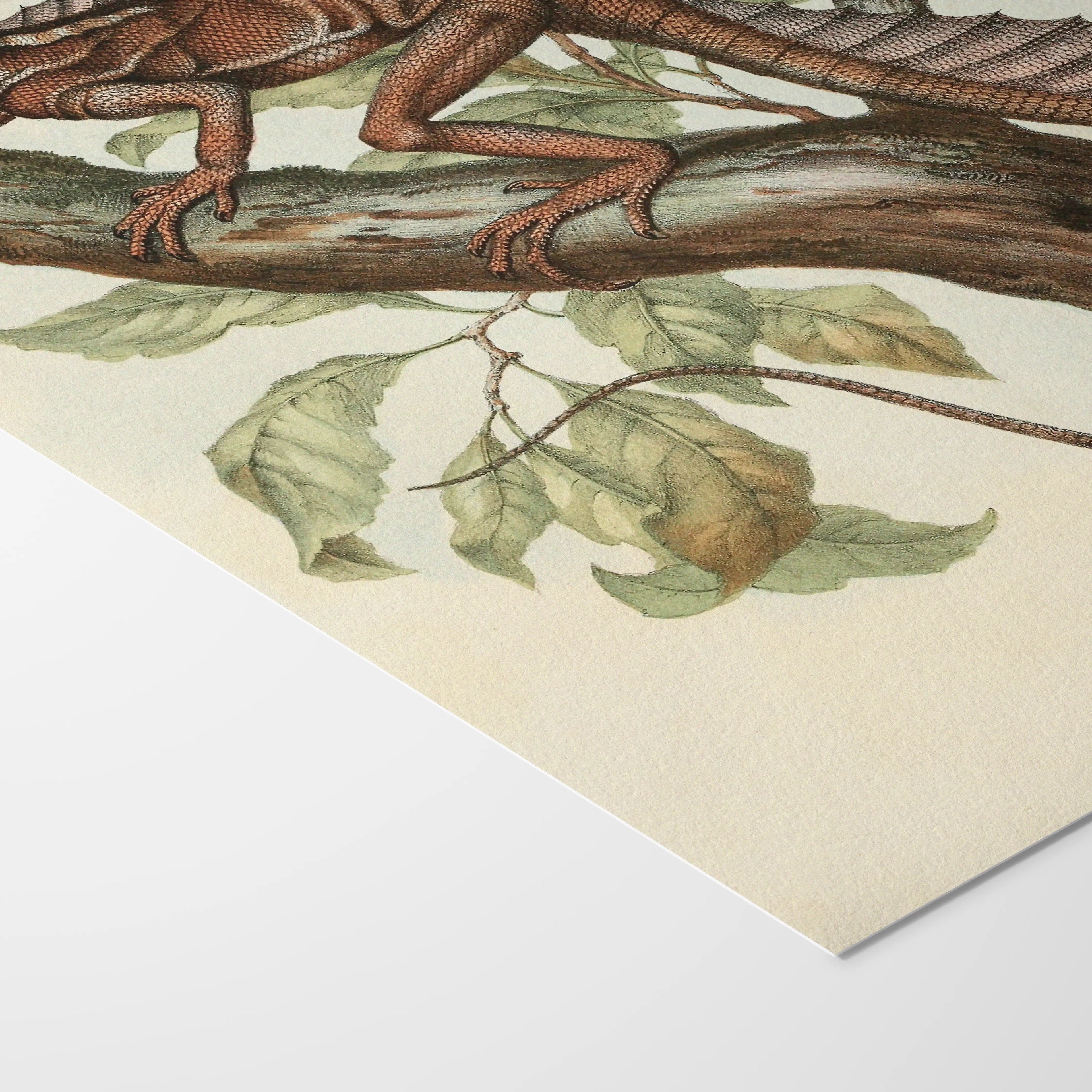 Natural History: Plate No. 106