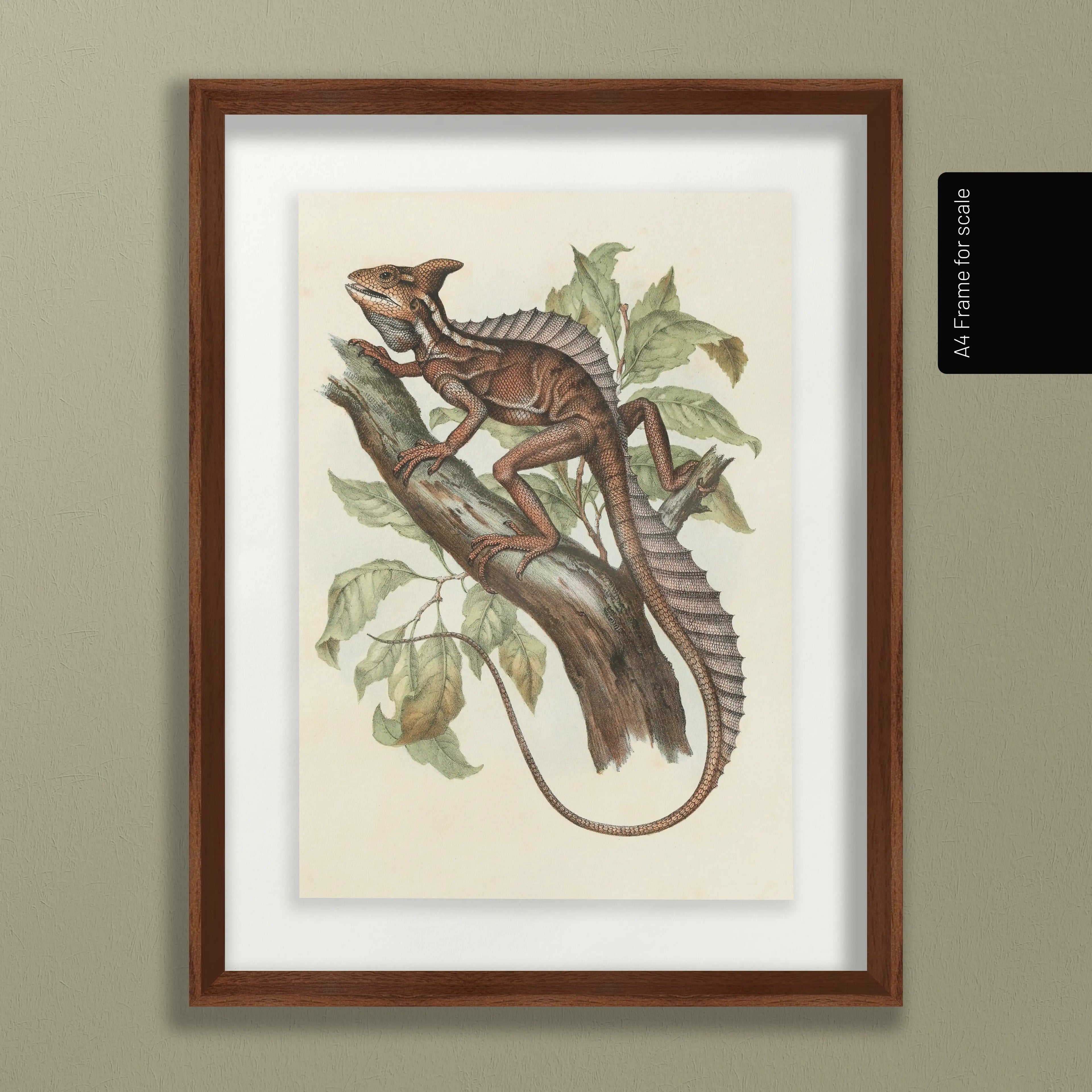 Natural History: Plate No. 106