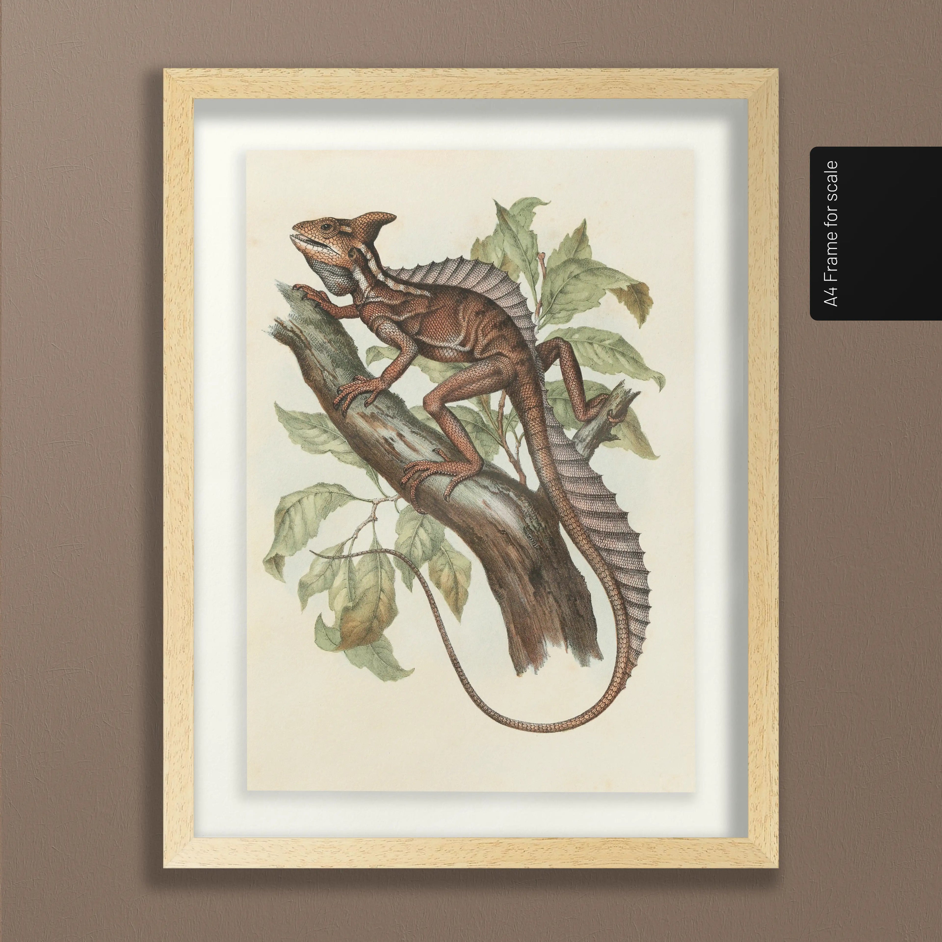 Natural History: Plate No. 106