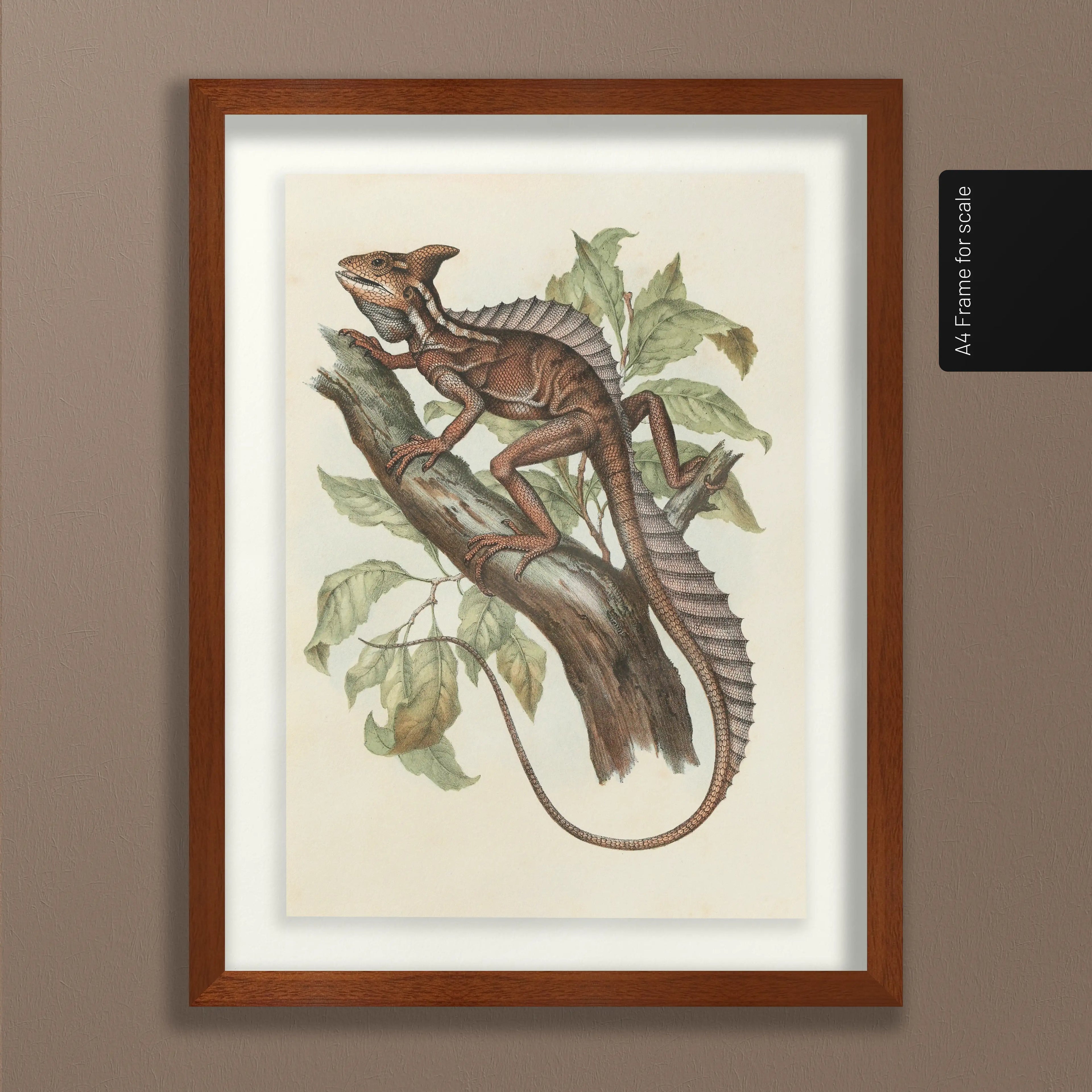 Natural History: Plate No. 106