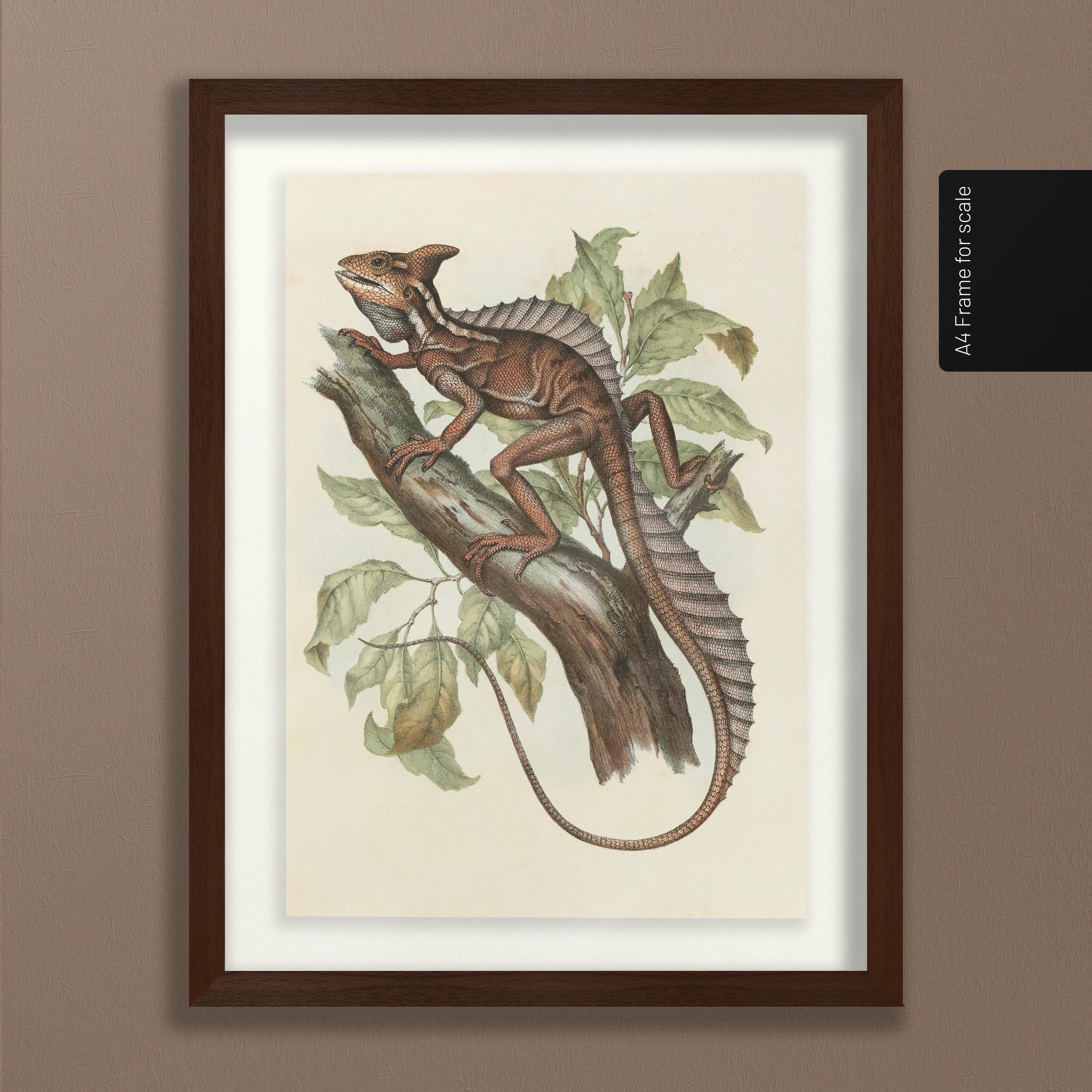 Natural History: Plate No. 106