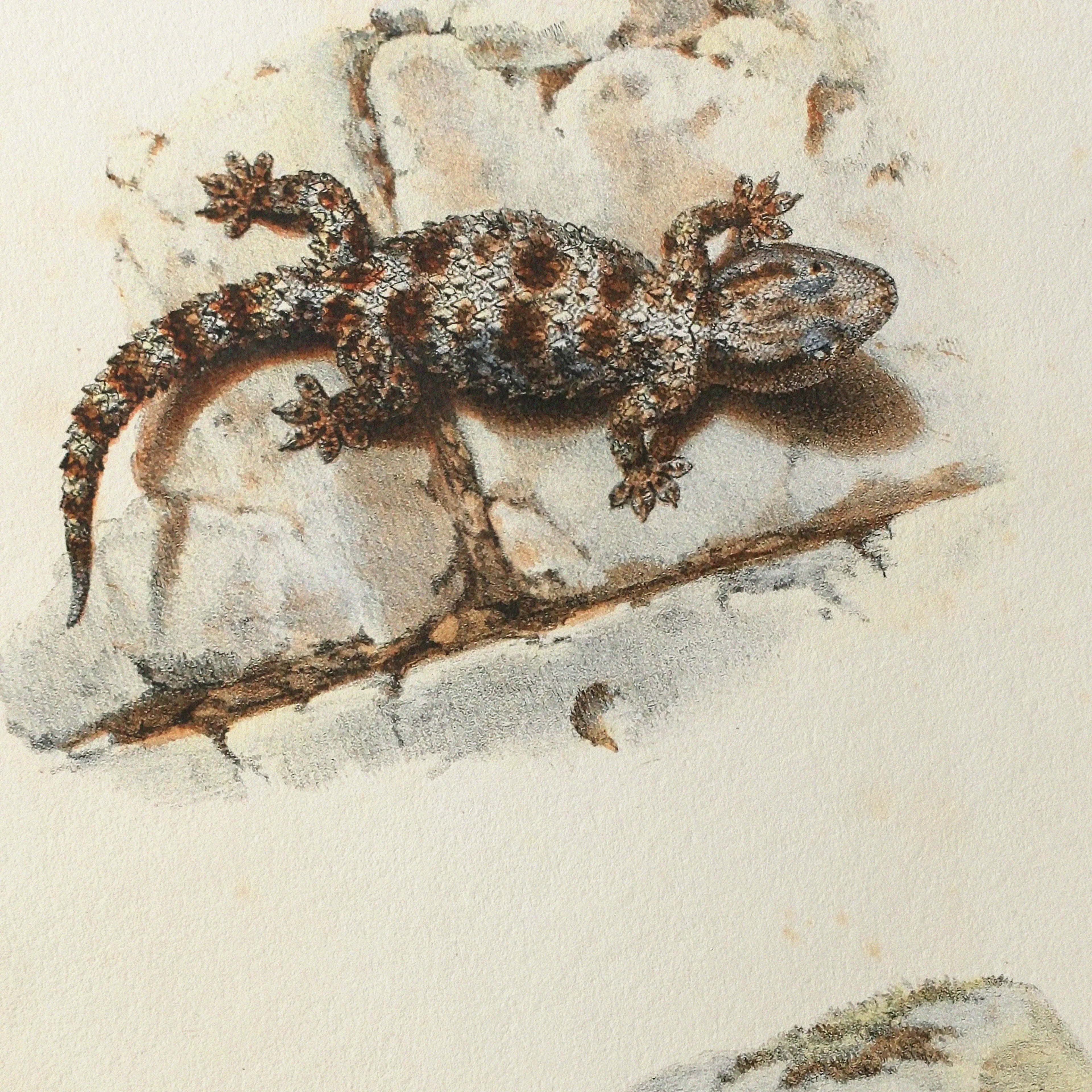 Natural History: Plate No. 107