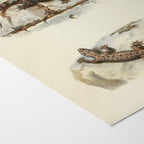 Natural History: Plate No. 107