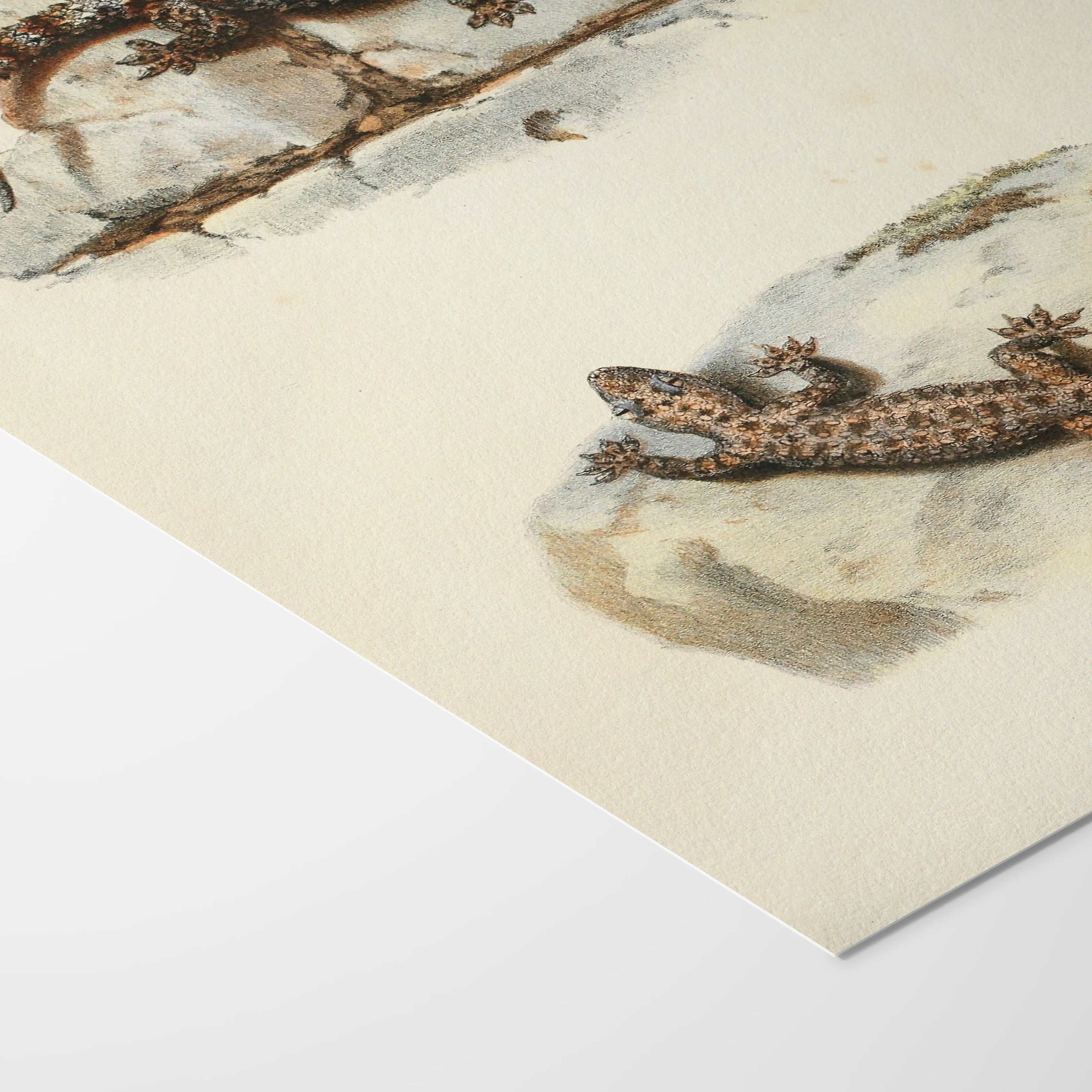 Natural History: Plate No. 107