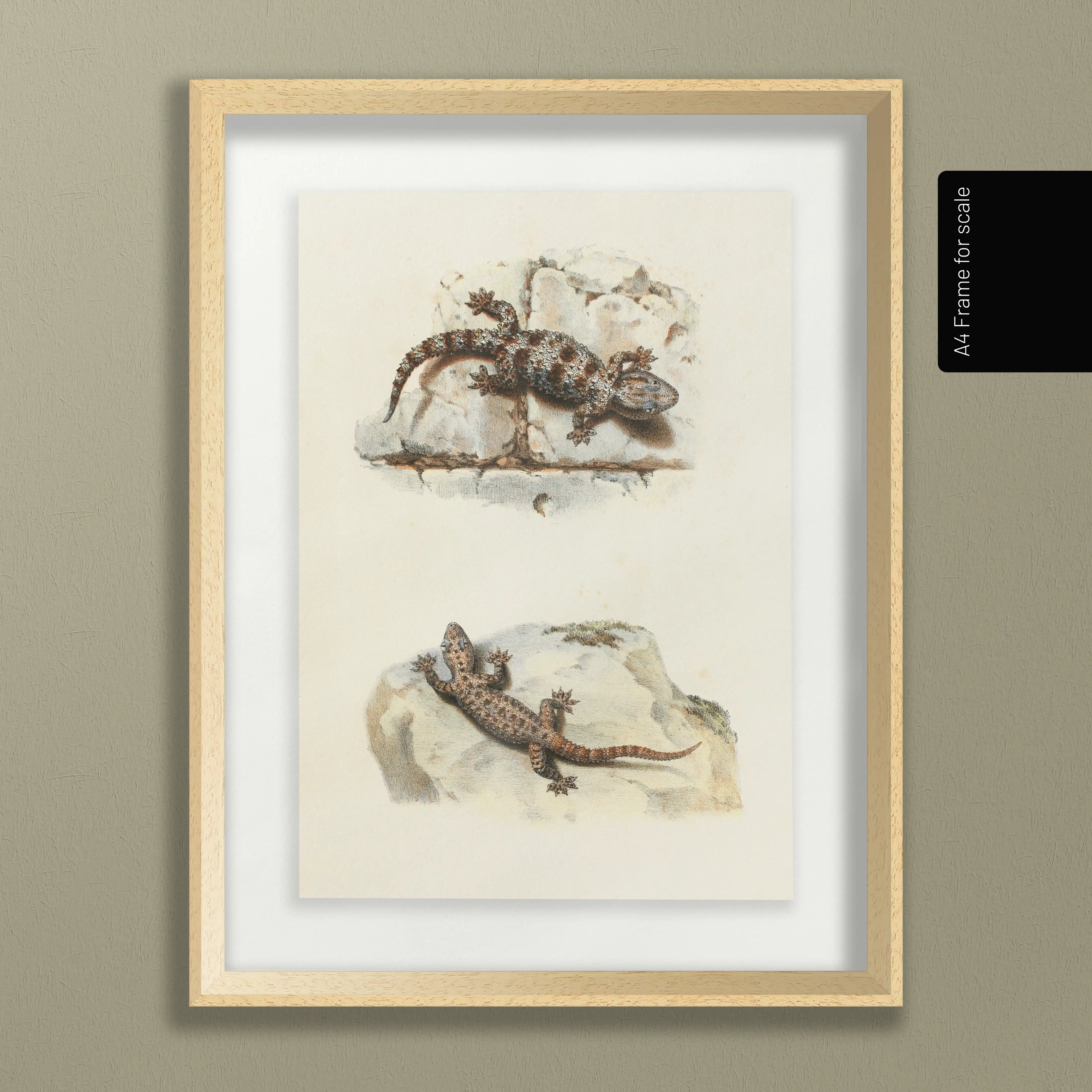 Natural History: Plate No. 107