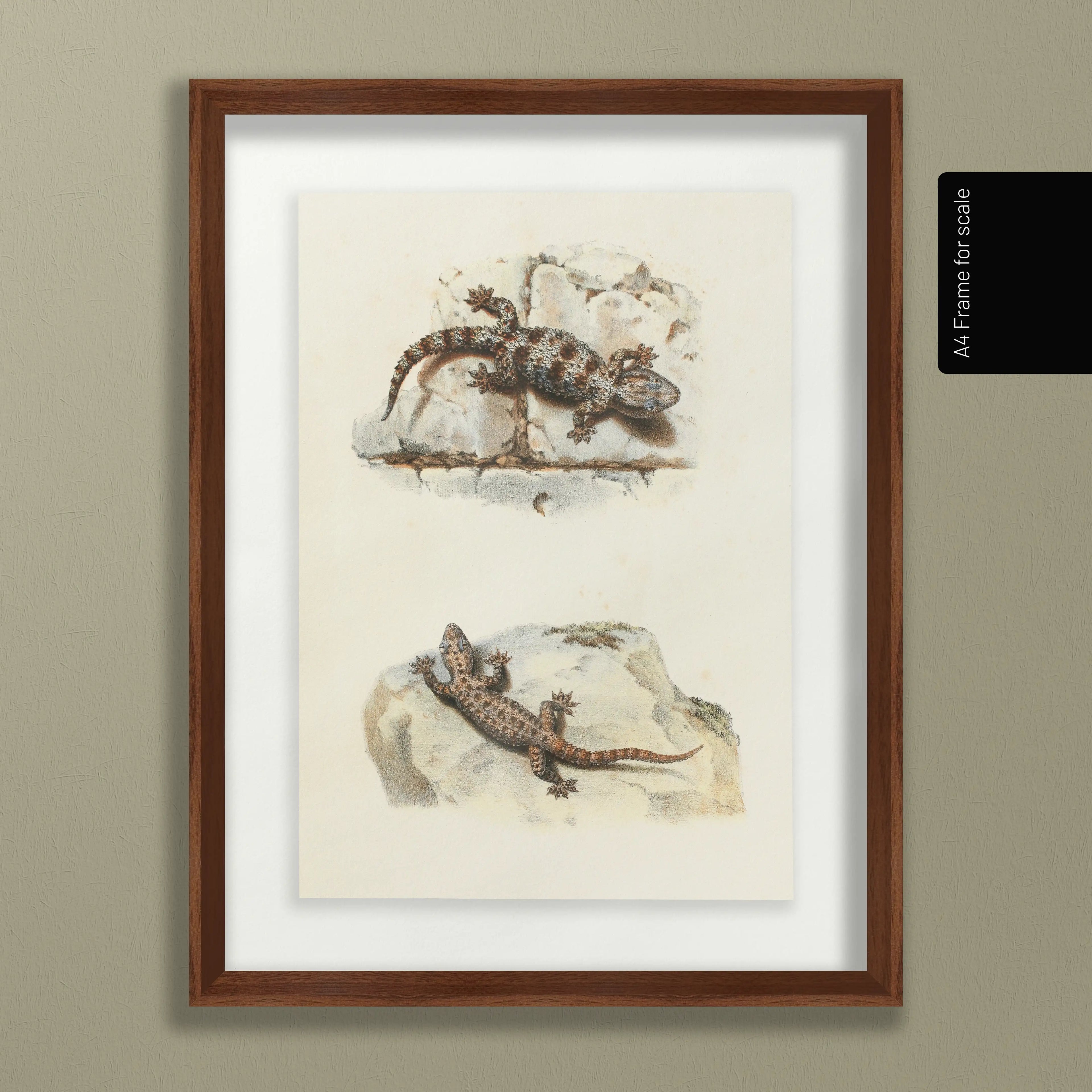 Natural History: Plate No. 107