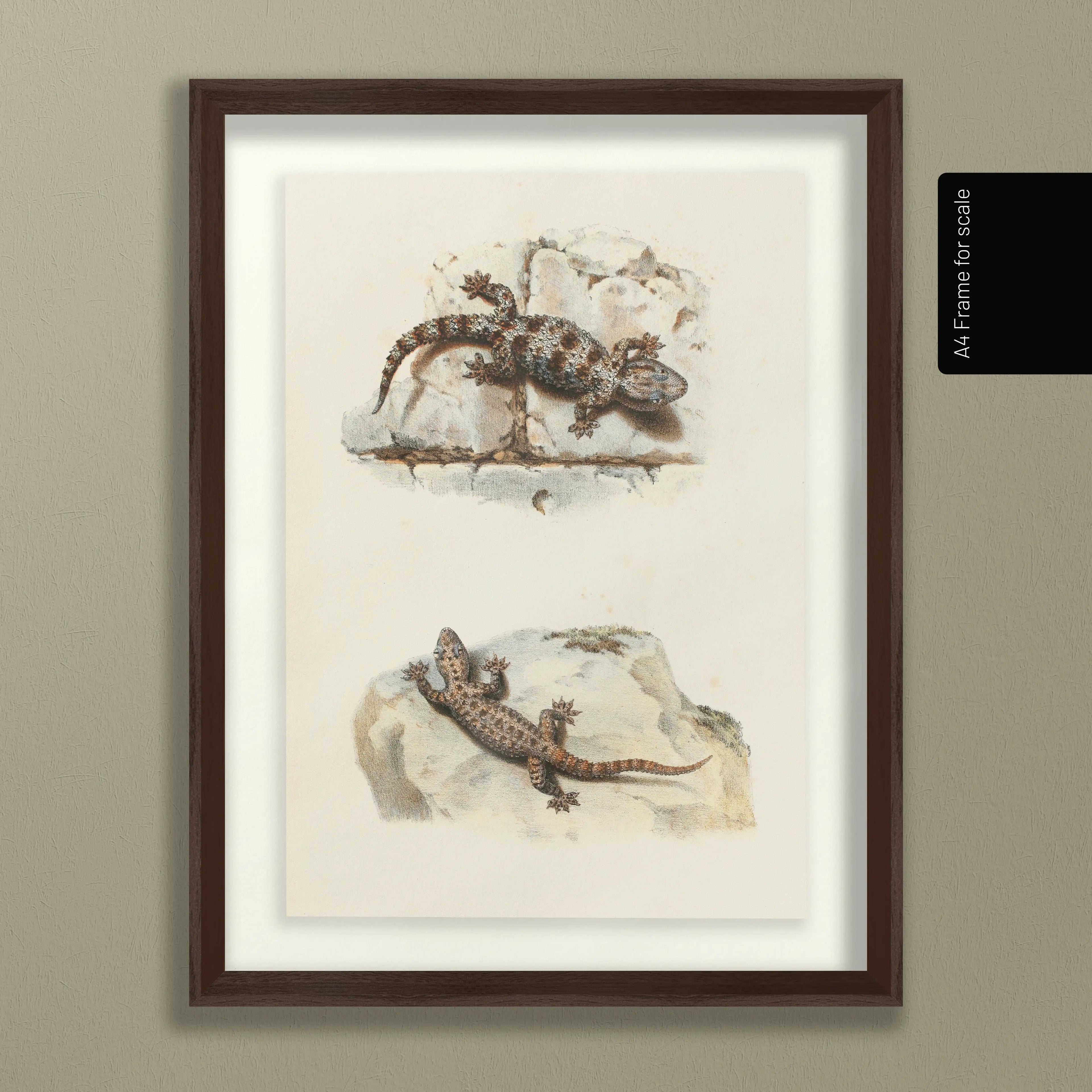 Natural History: Plate No. 107