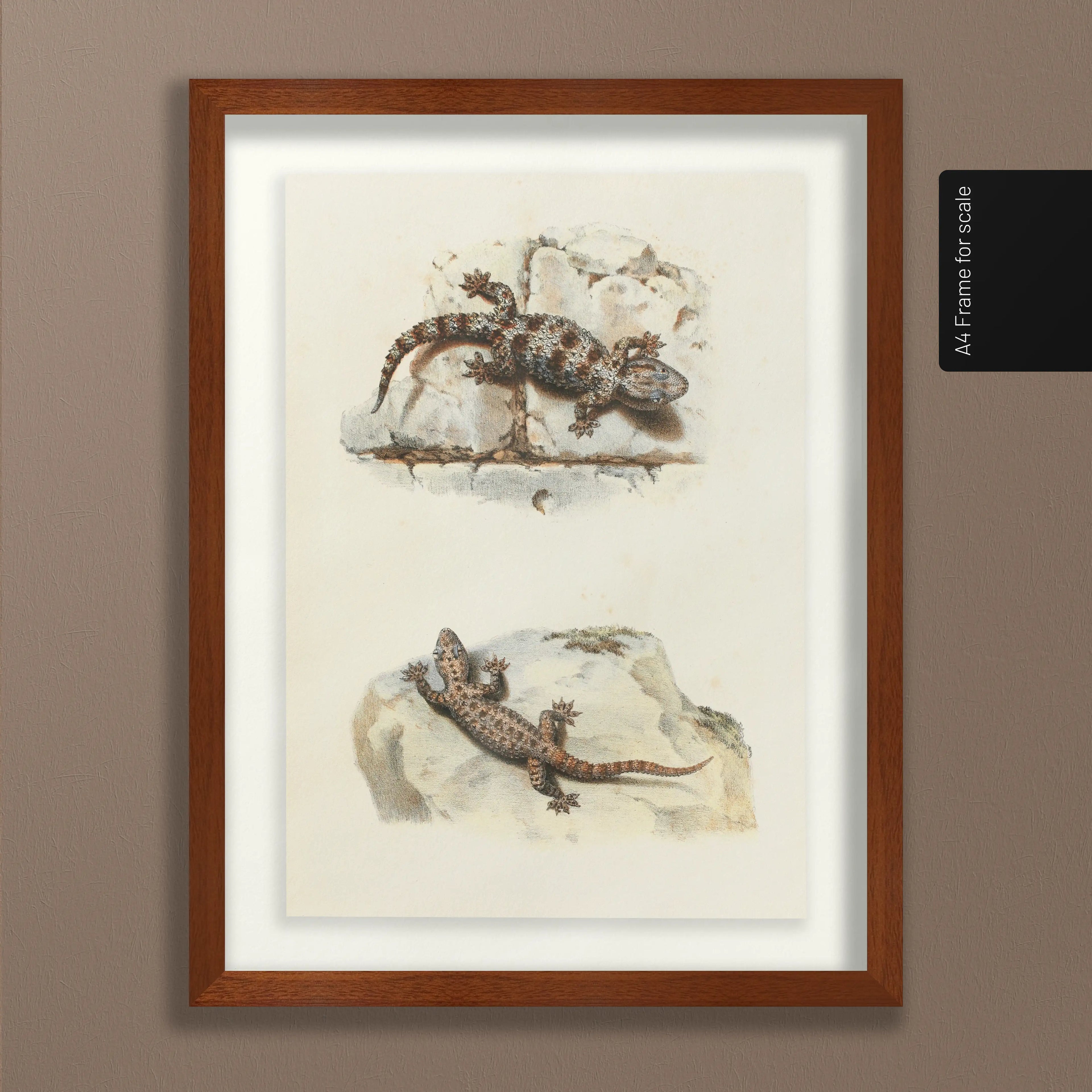 Natural History: Plate No. 107