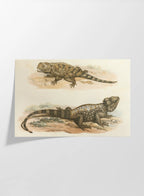 Natural History: Plate No. 108
