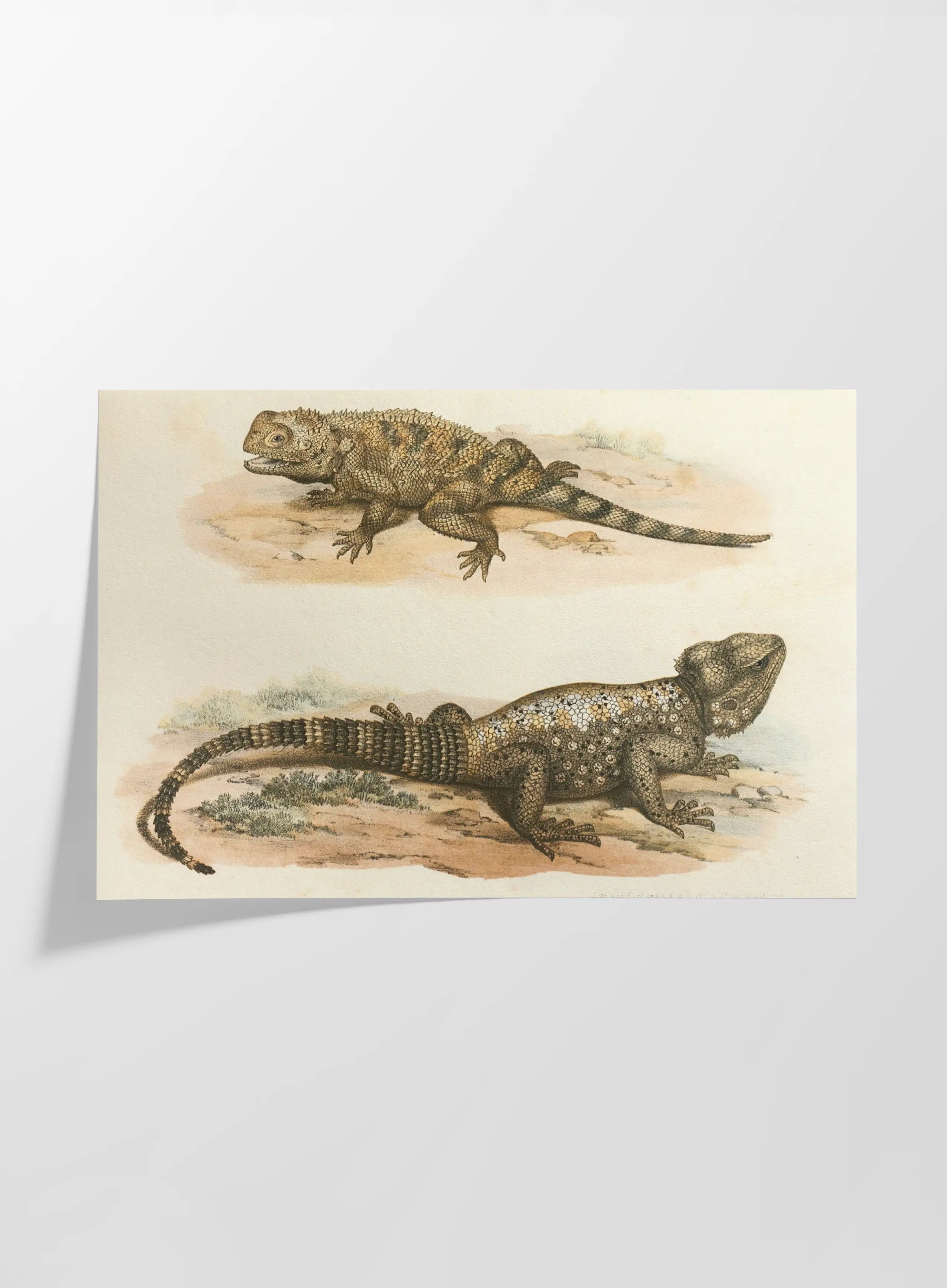 Natural History: Plate No. 108