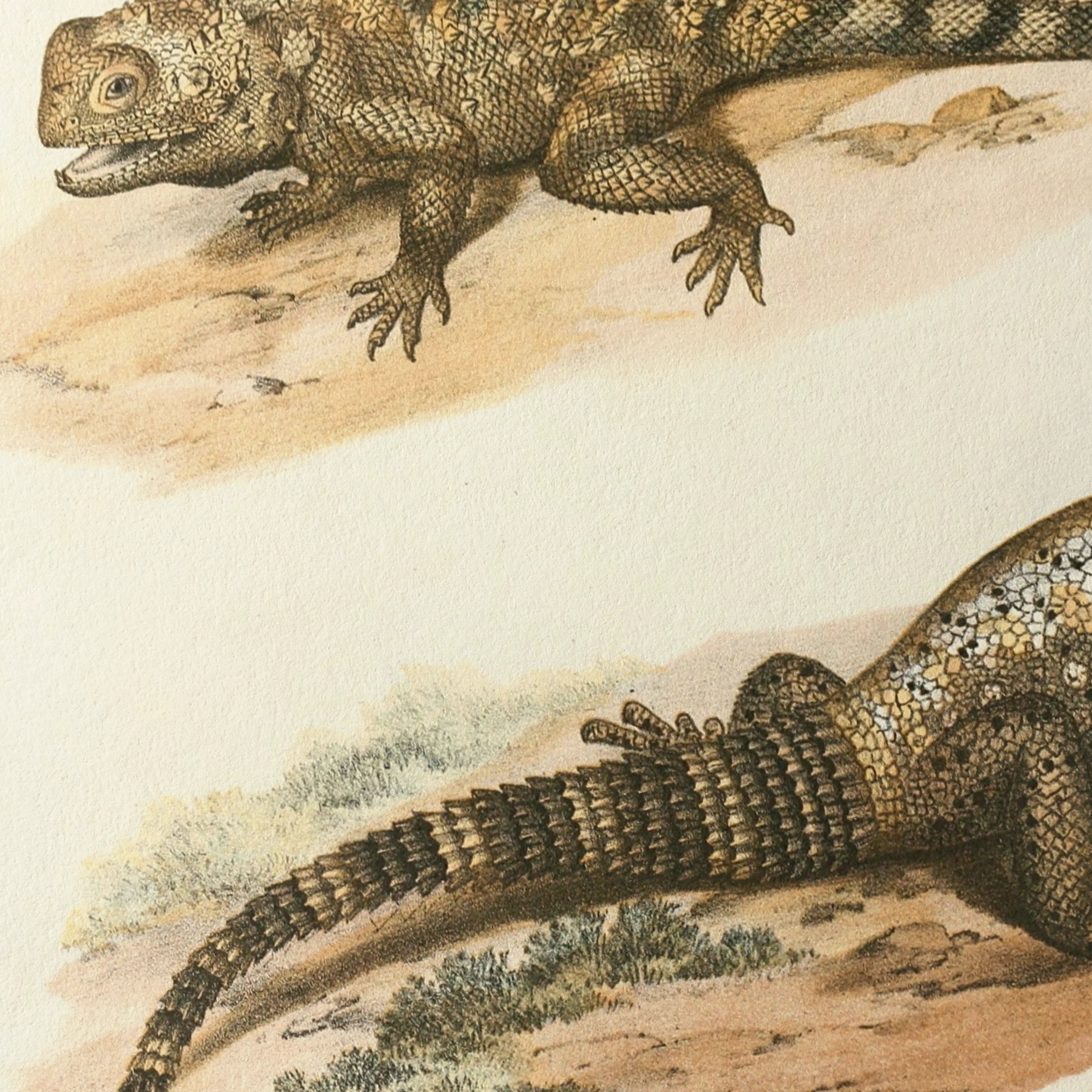 Natural History: Plate No. 108