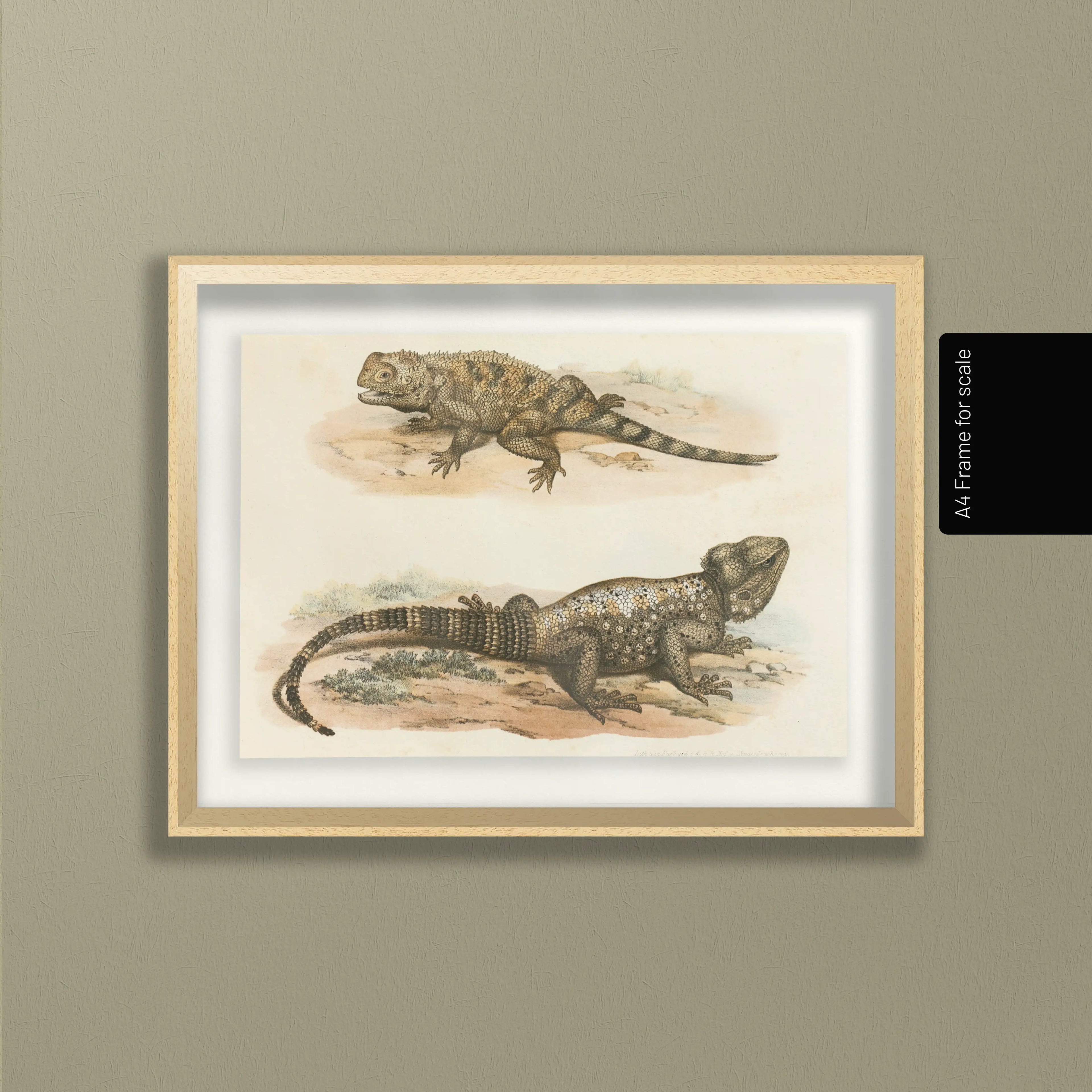 Natural History: Plate No. 108