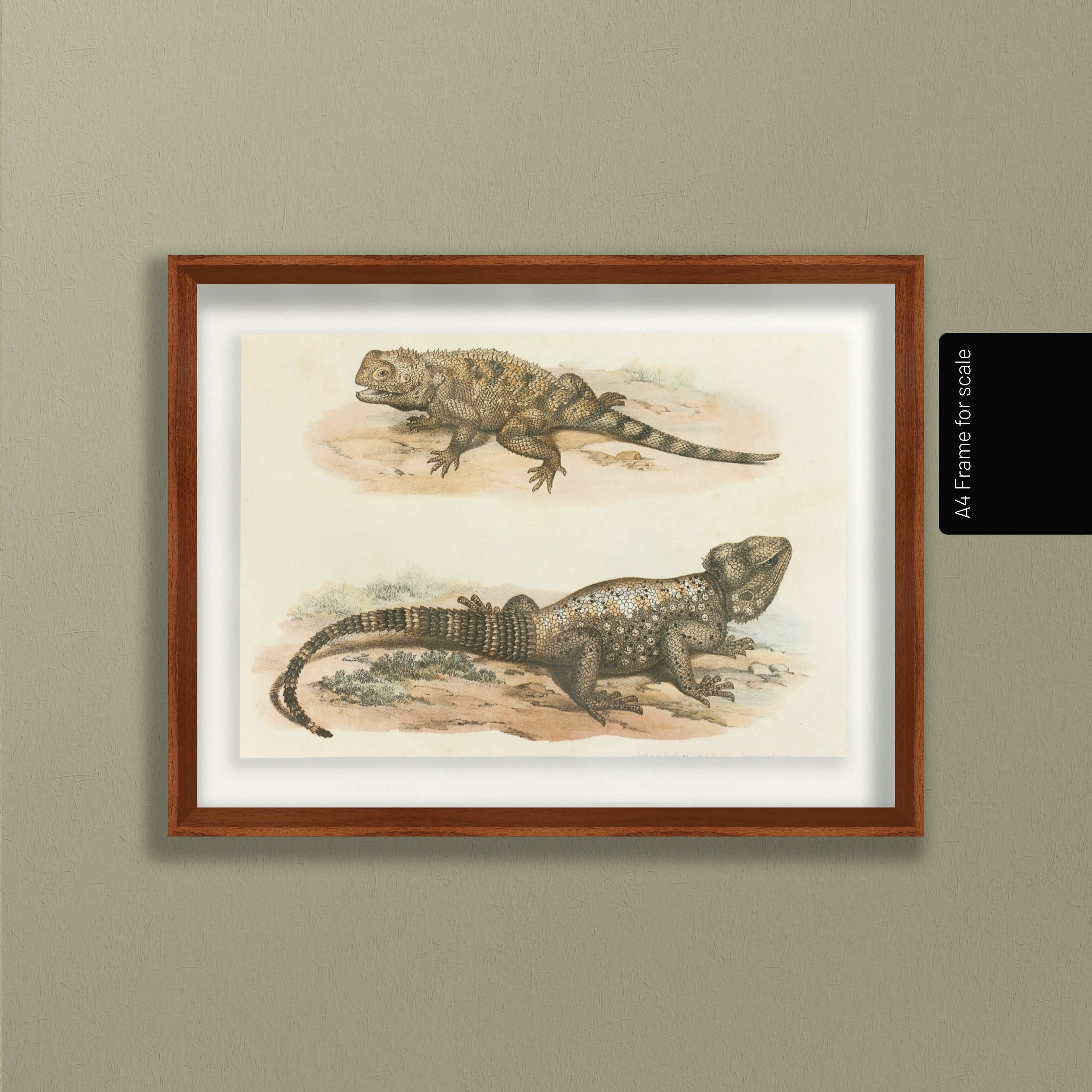 Natural History: Plate No. 108