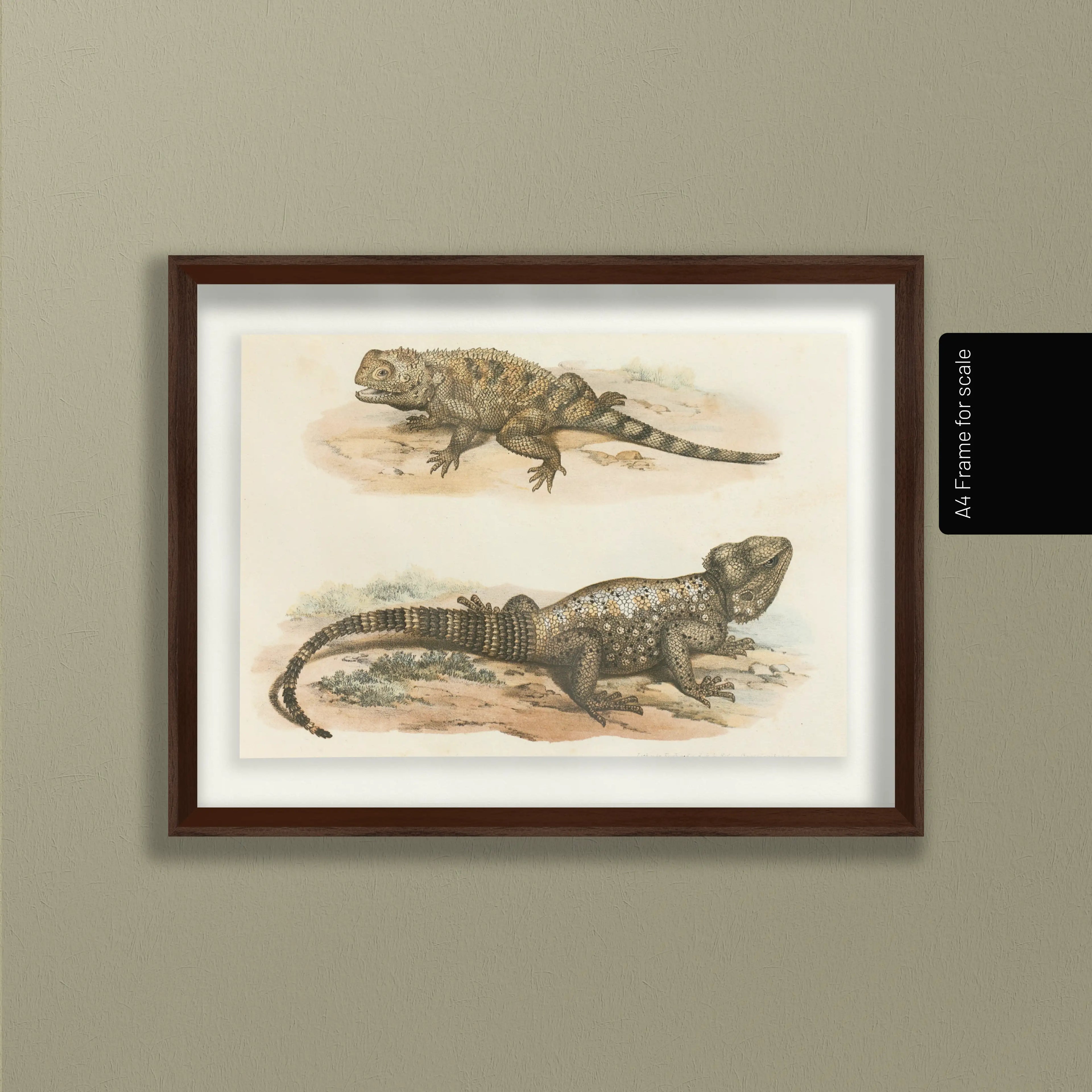 Natural History: Plate No. 108