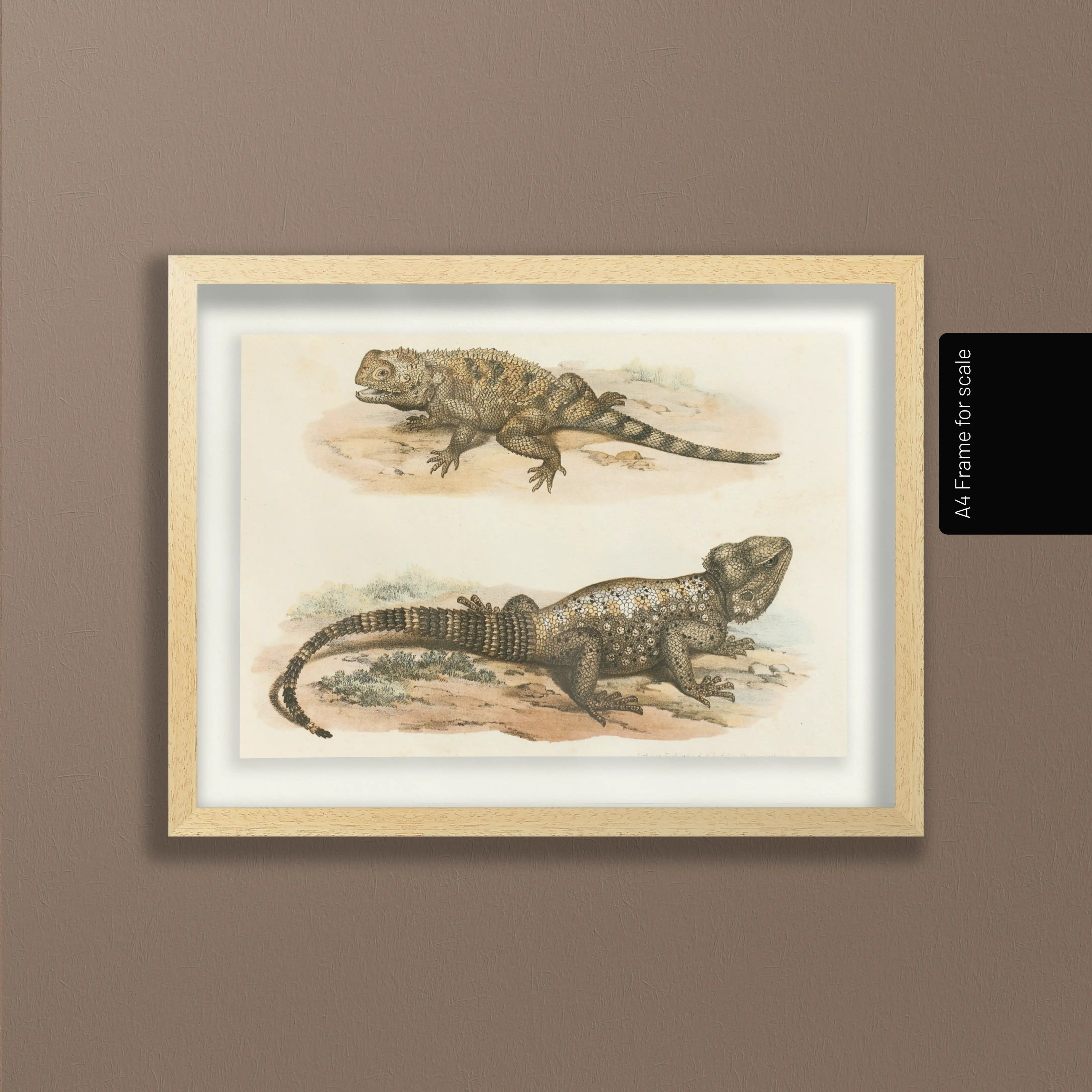 Natural History: Plate No. 108