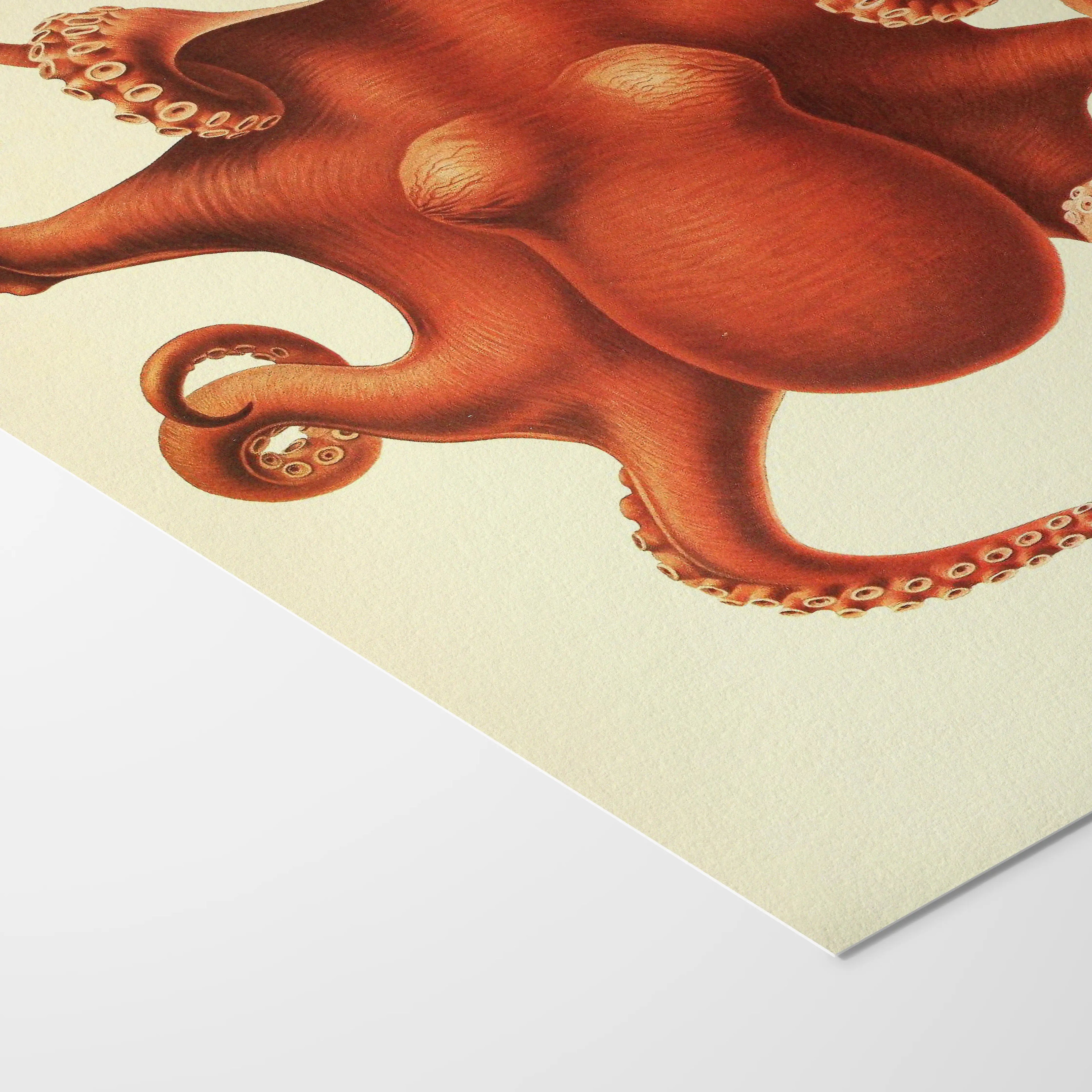 Natural History: Plate No. 109