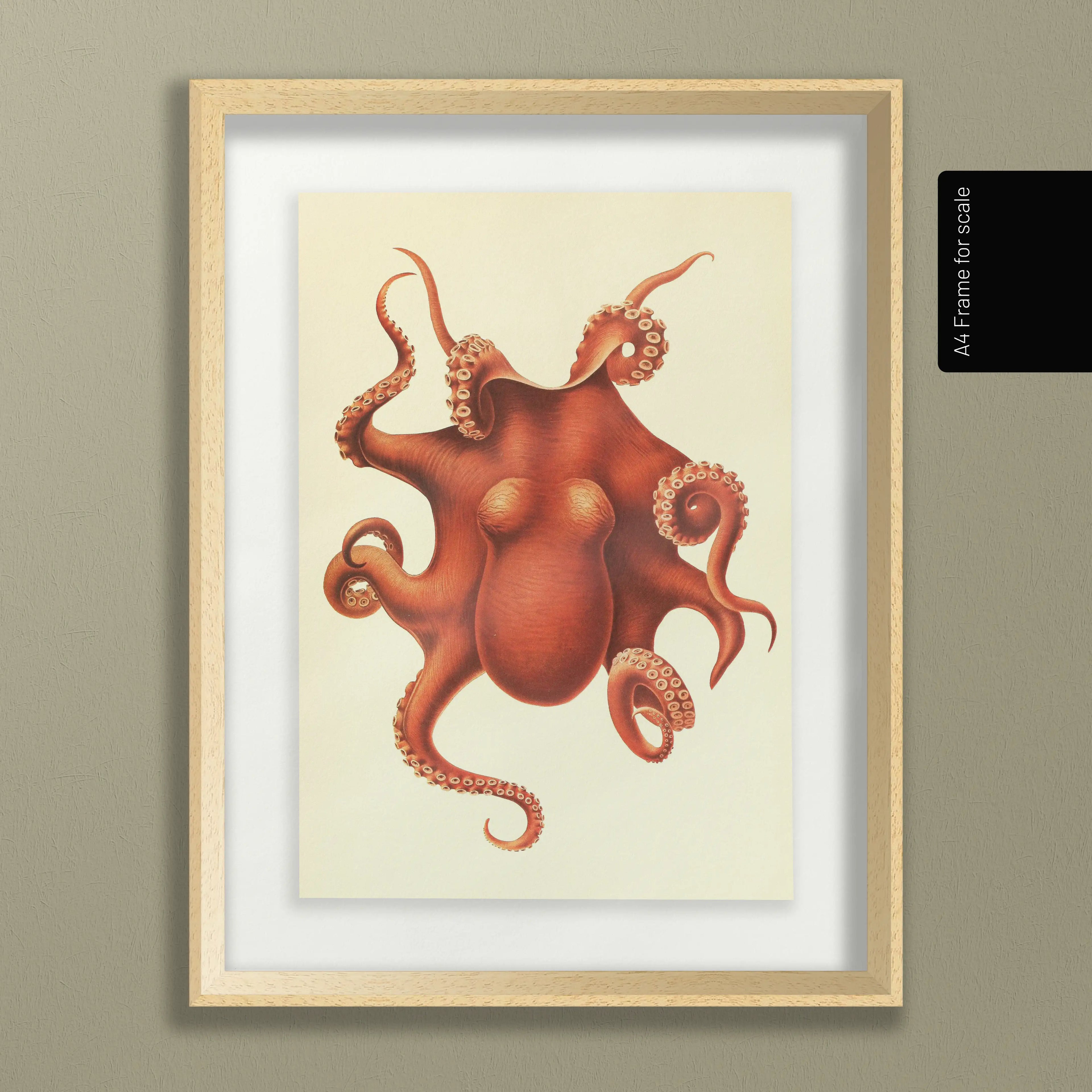 Natural History: Plate No. 109