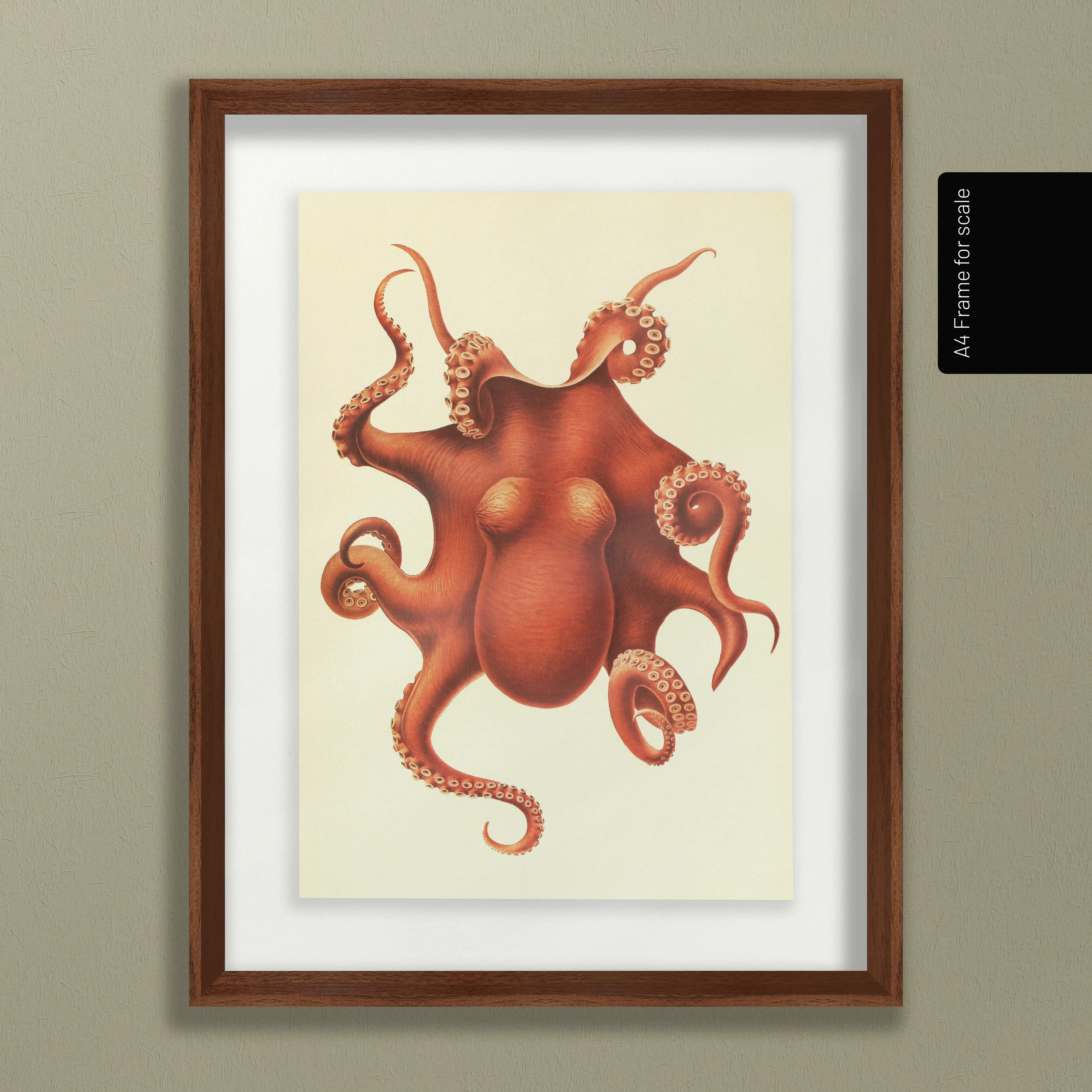 Natural History: Plate No. 109