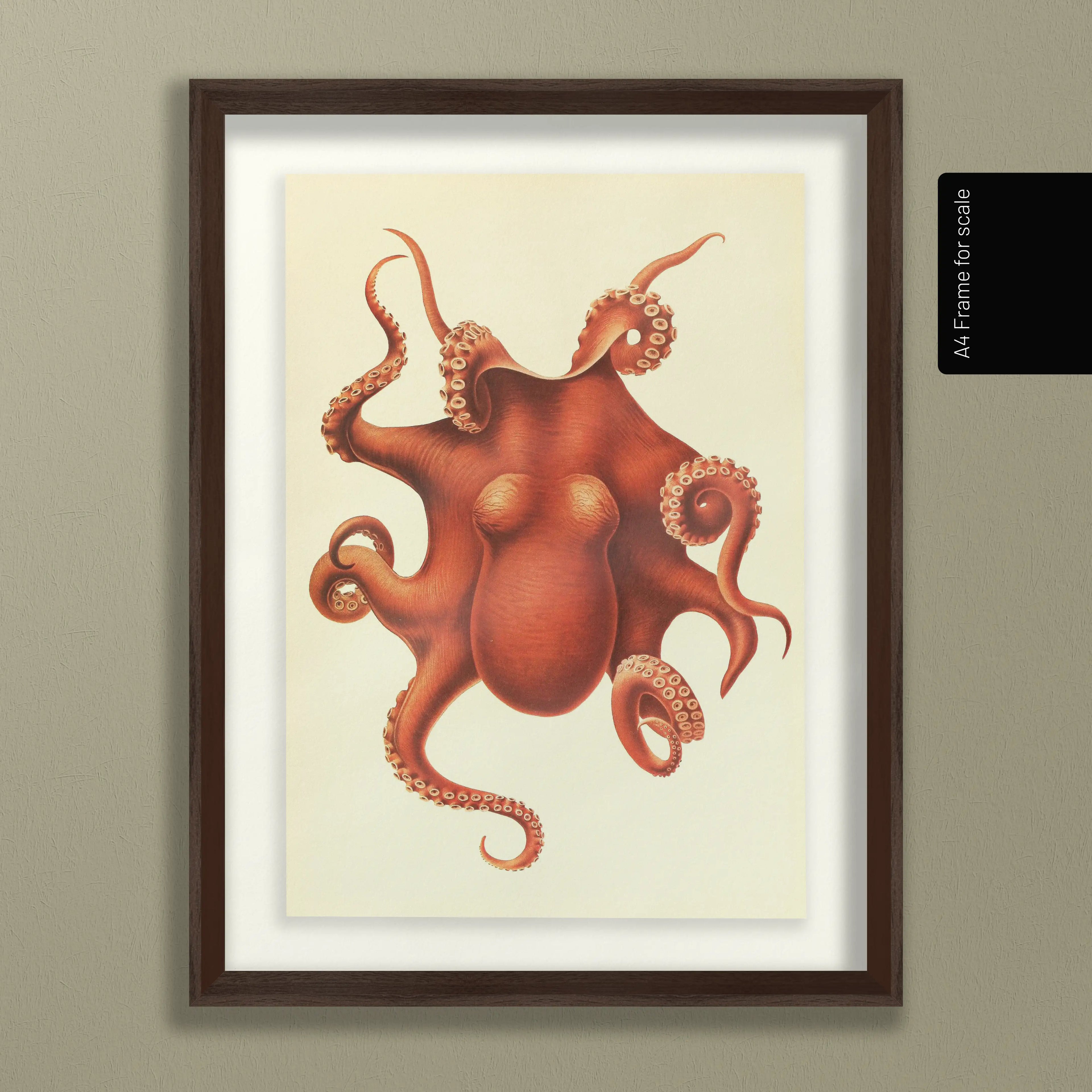 Natural History: Plate No. 109