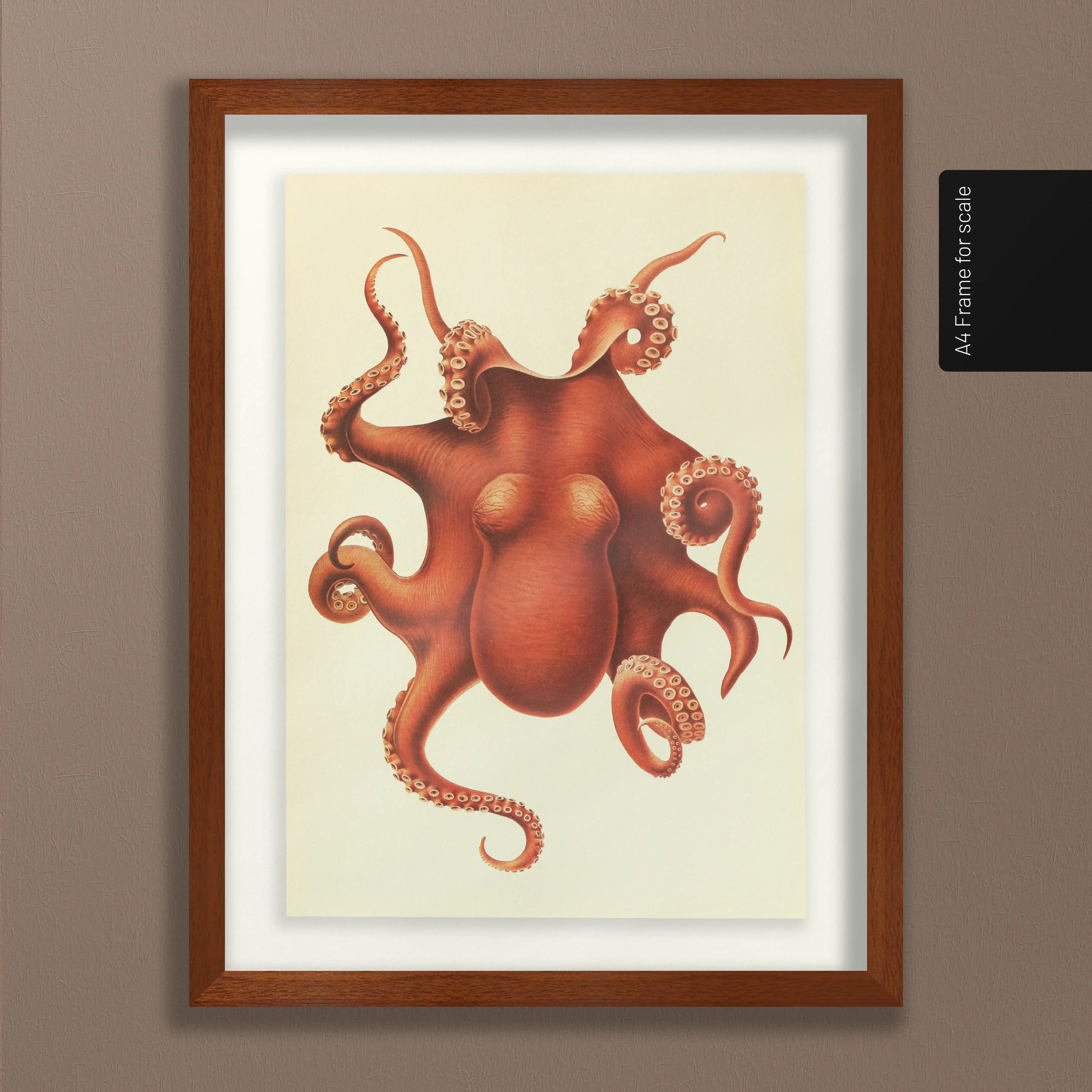 Natural History: Plate No. 109